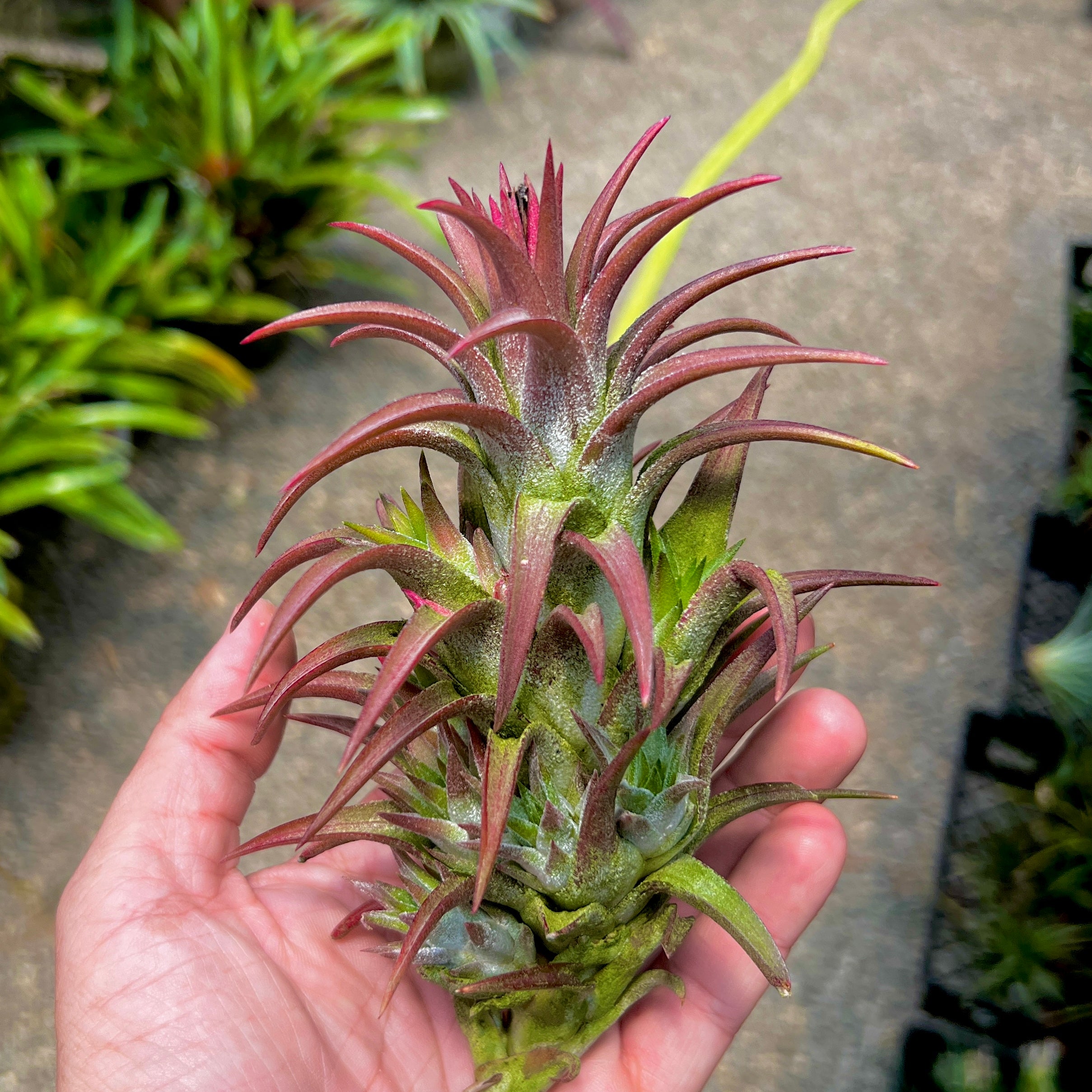 Ionantha Vanhyningii Propagation Clump <br> (No Minimum) ON SALE!