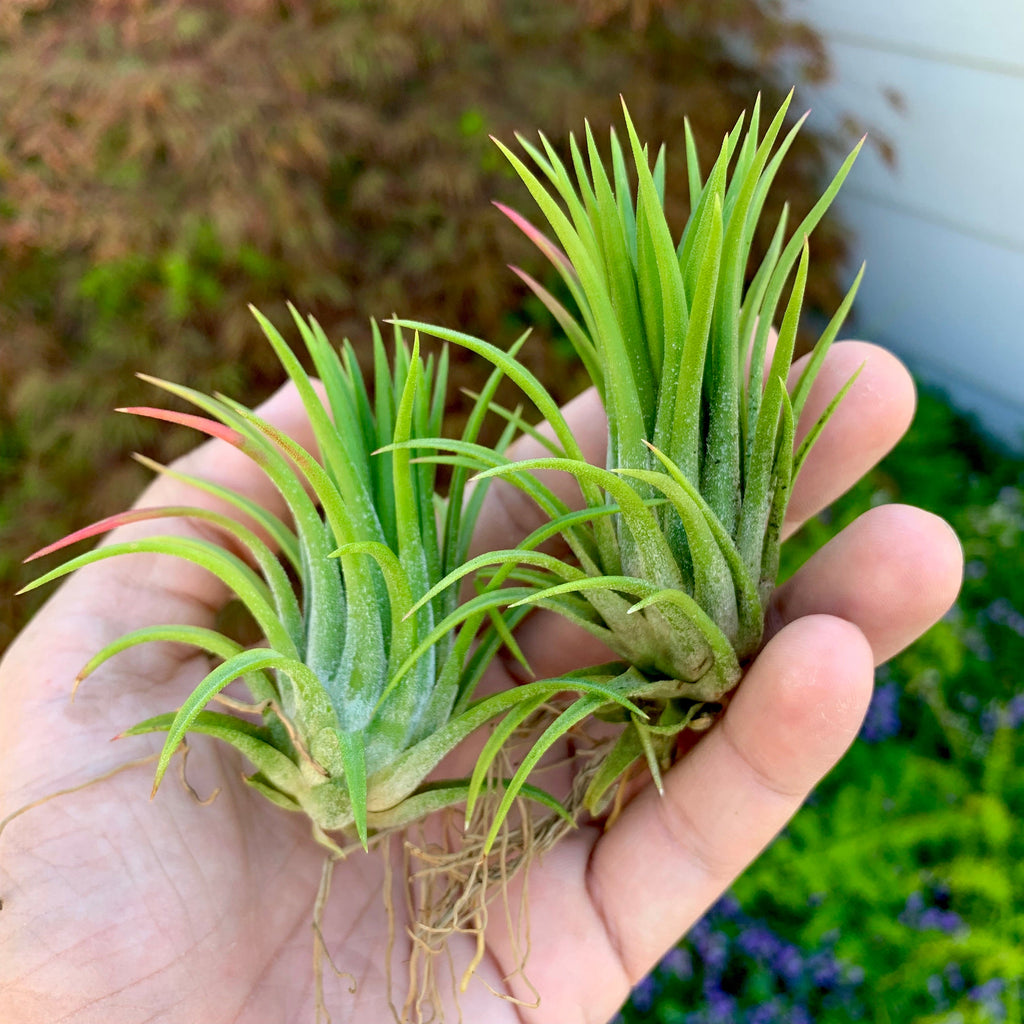 Ionantha Selecta <br> (Minimum Order 5)