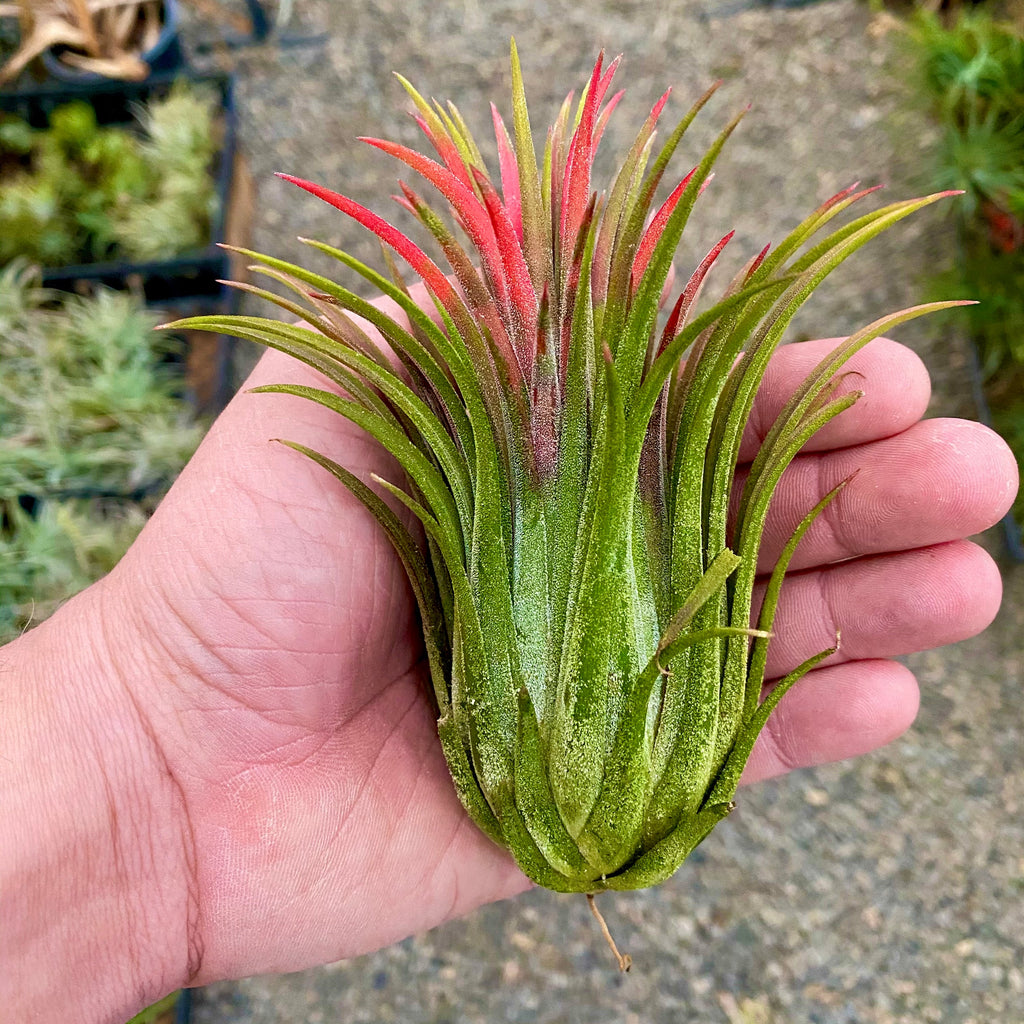 Ionantha Curly Giant Medium <br> (No Minimum)