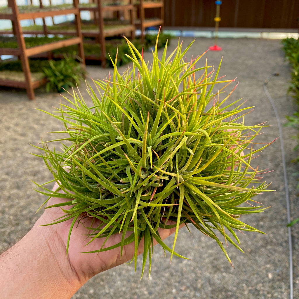 Ionantha Assorted Clumps No Wire <br> (No Minimum)