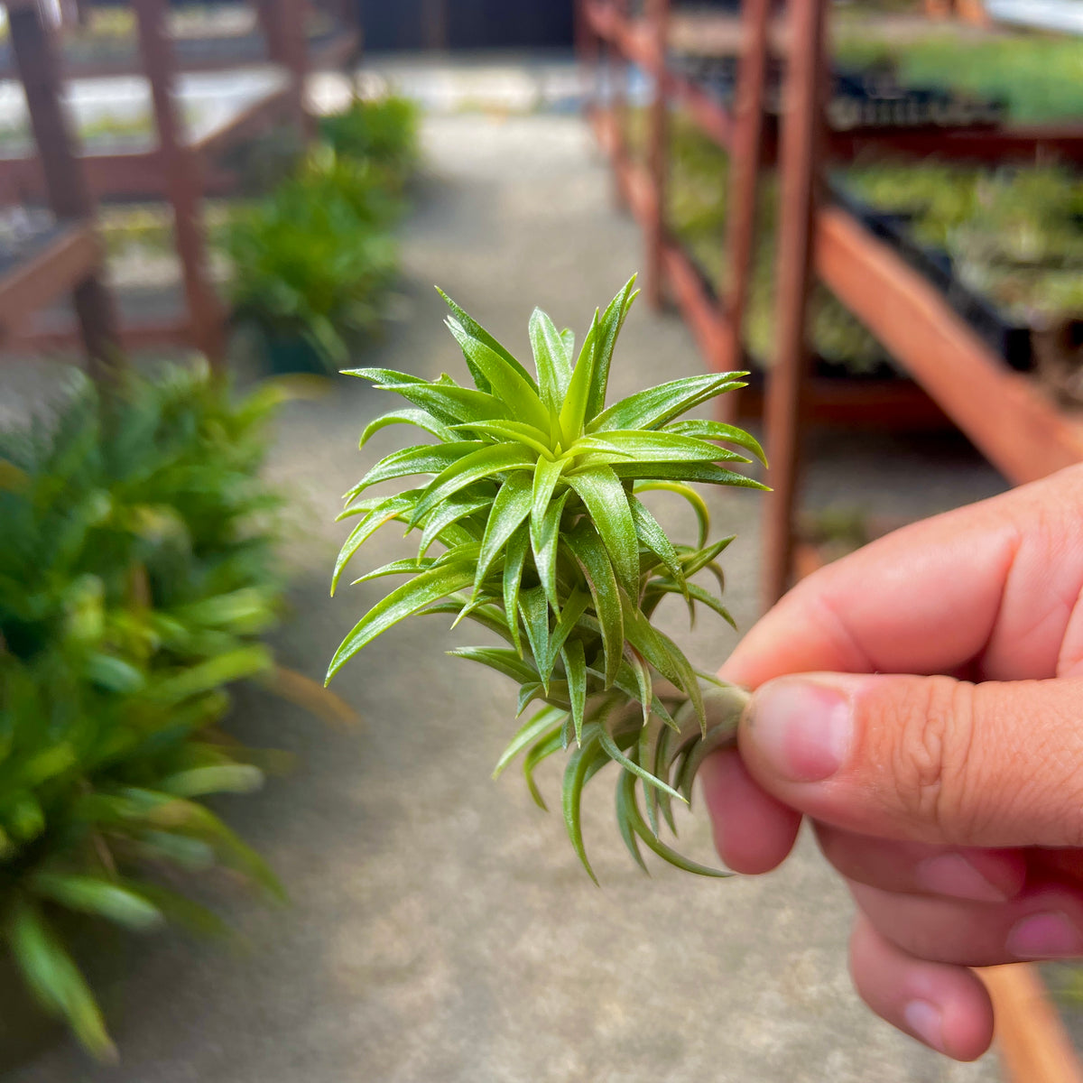 Neglecta Regular (Minimum order 10) – Bulk Air Plants