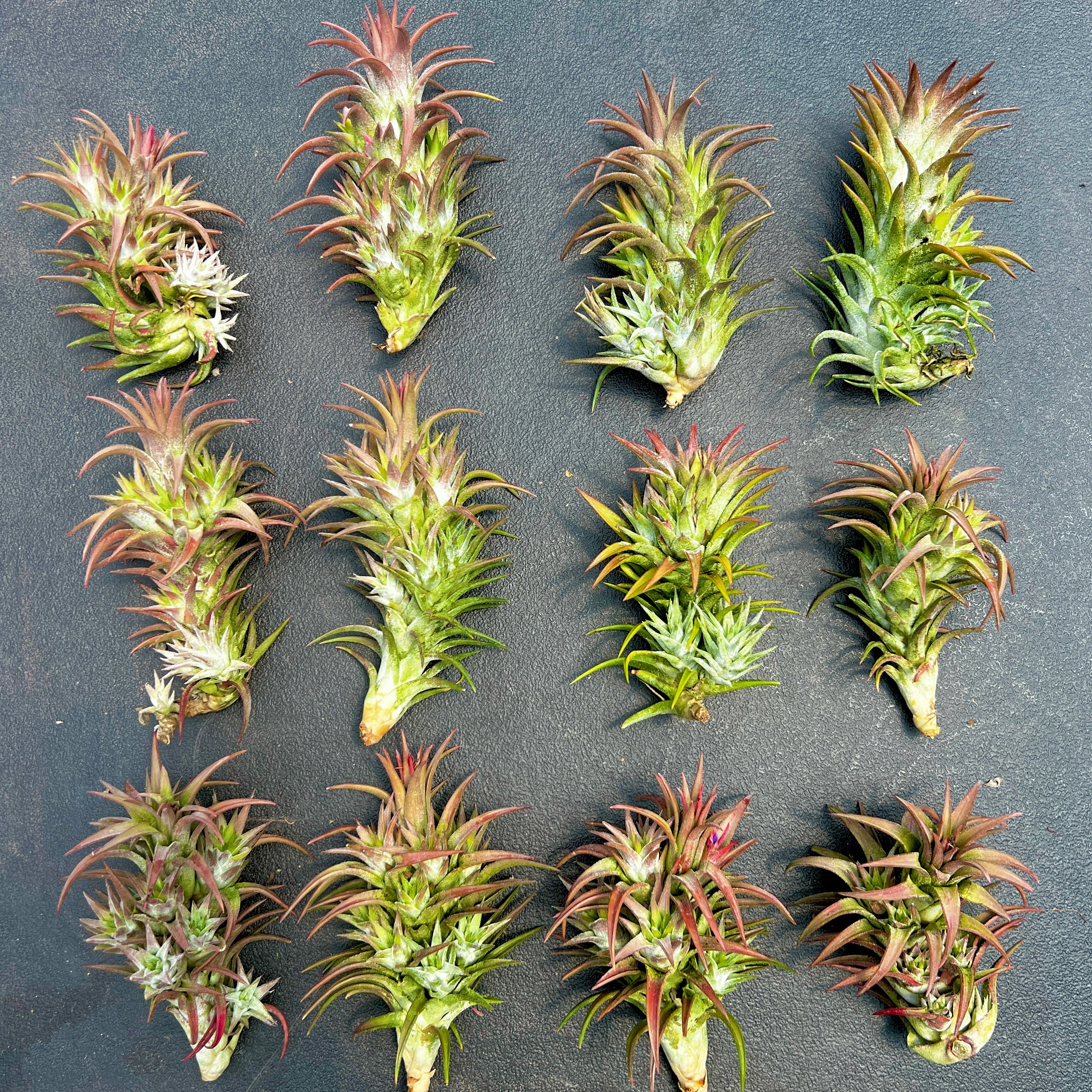 propagating air plants Ionantha Vanhyningii Propagation Clump (No Minimum) ON SALE! – Bulk Air Plants