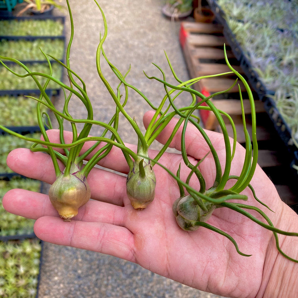 Bulbosa Medium <br> (Minimum Order 10)