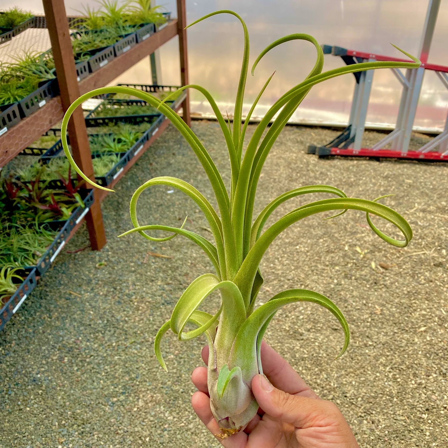 Long John Large <br> (pseudobaileyi x intermedia) <br> *No Minimum*