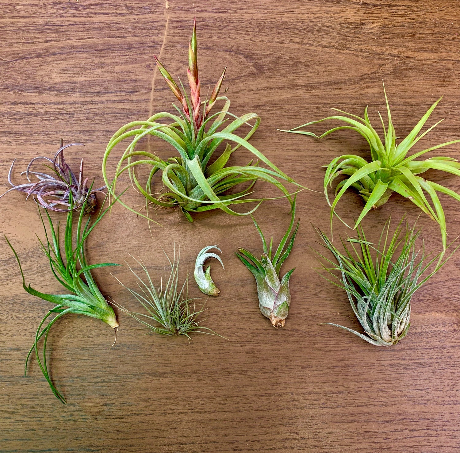 SUPER SALE! B Quality Assorted Airplant <br> (Minimum Order 25)
