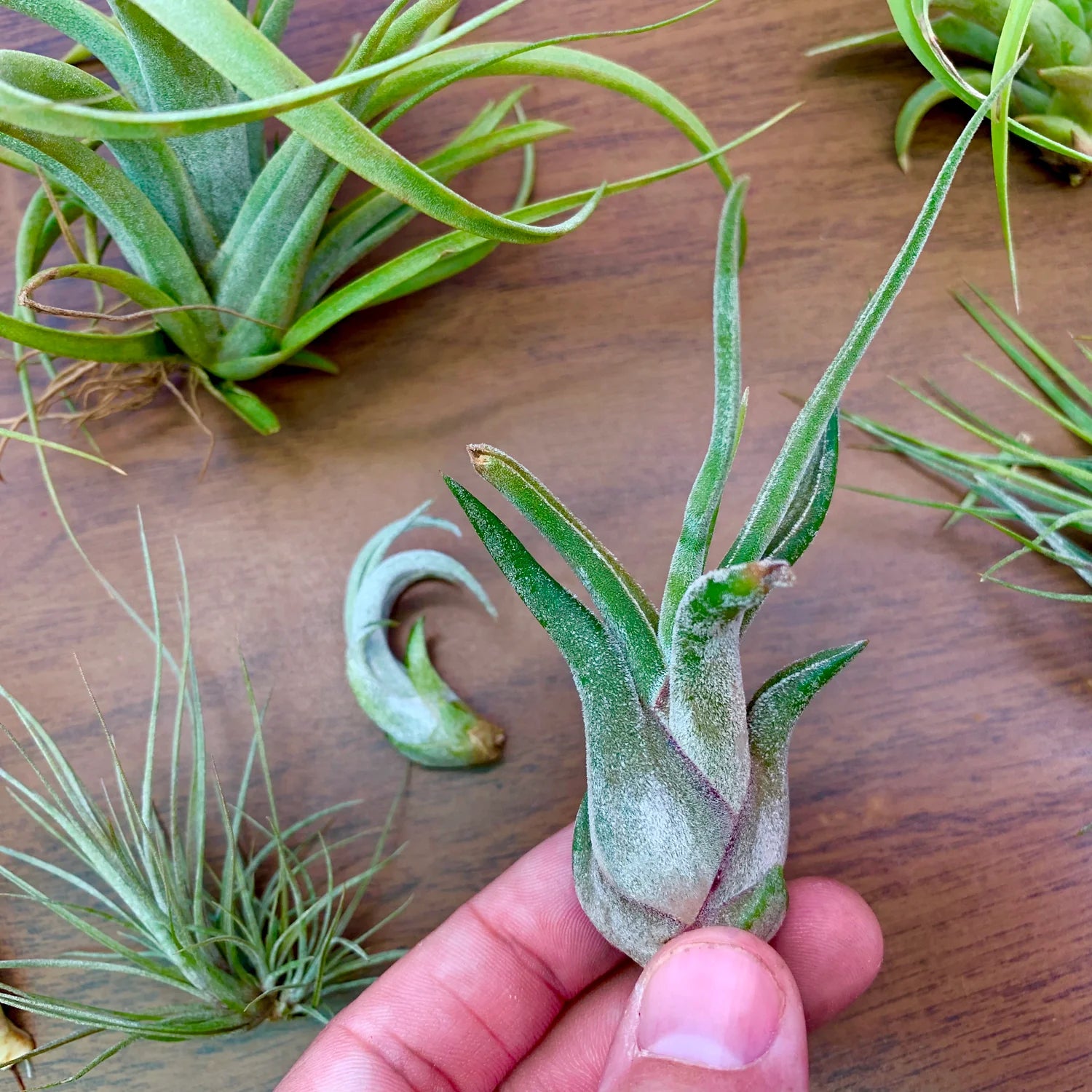 SUPER SALE! B Quality Assorted Airplant <br> (Minimum Order 25)