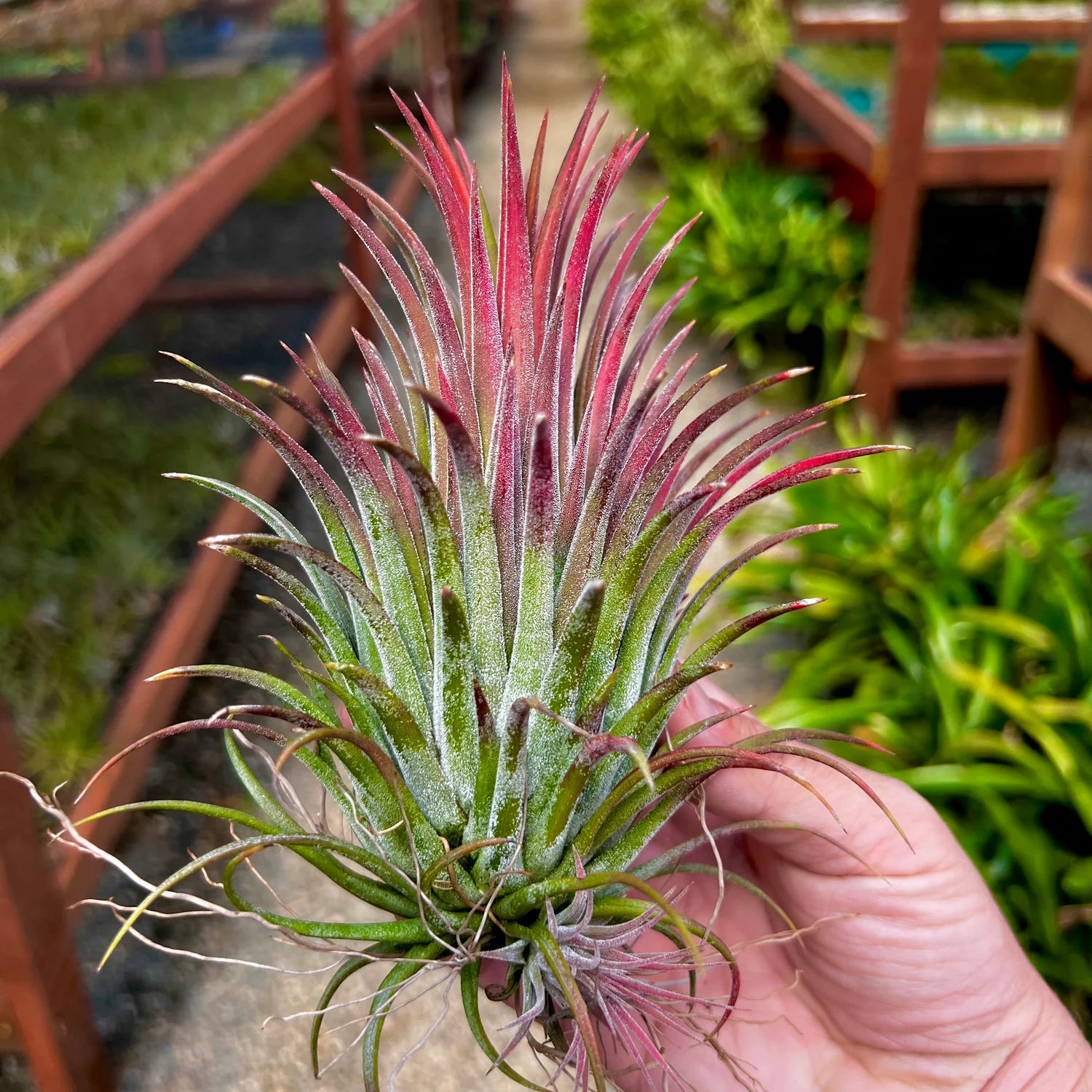 Ionantha Curly Giant Large <br> (No Minimum)