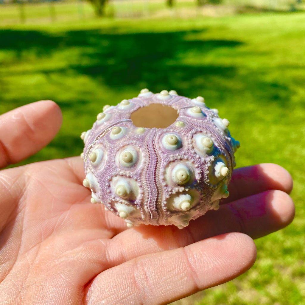 Sputnik Sea Urchin Shell Reglar (Shell Only) <br> (Minimum Order 5)