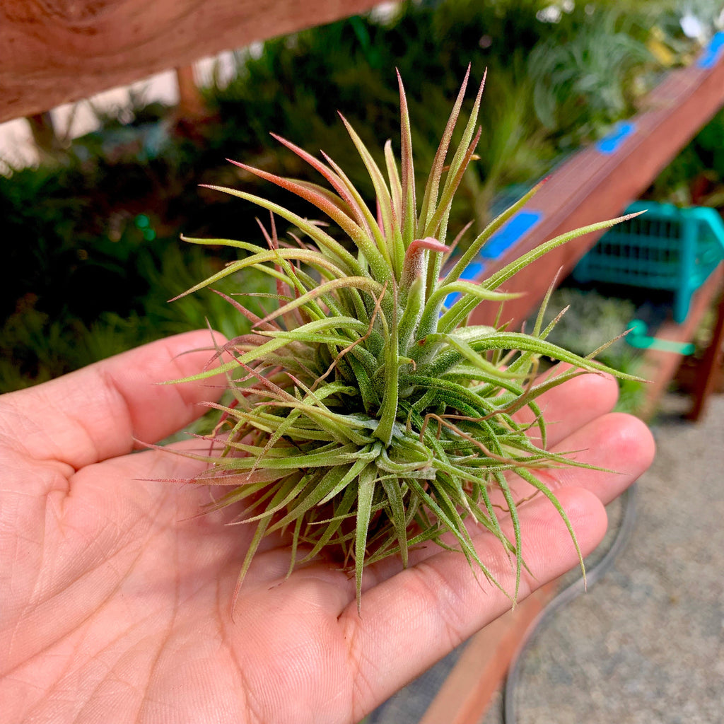 Ionantha Assorted Clumps No Wire <br> (No Minimum)