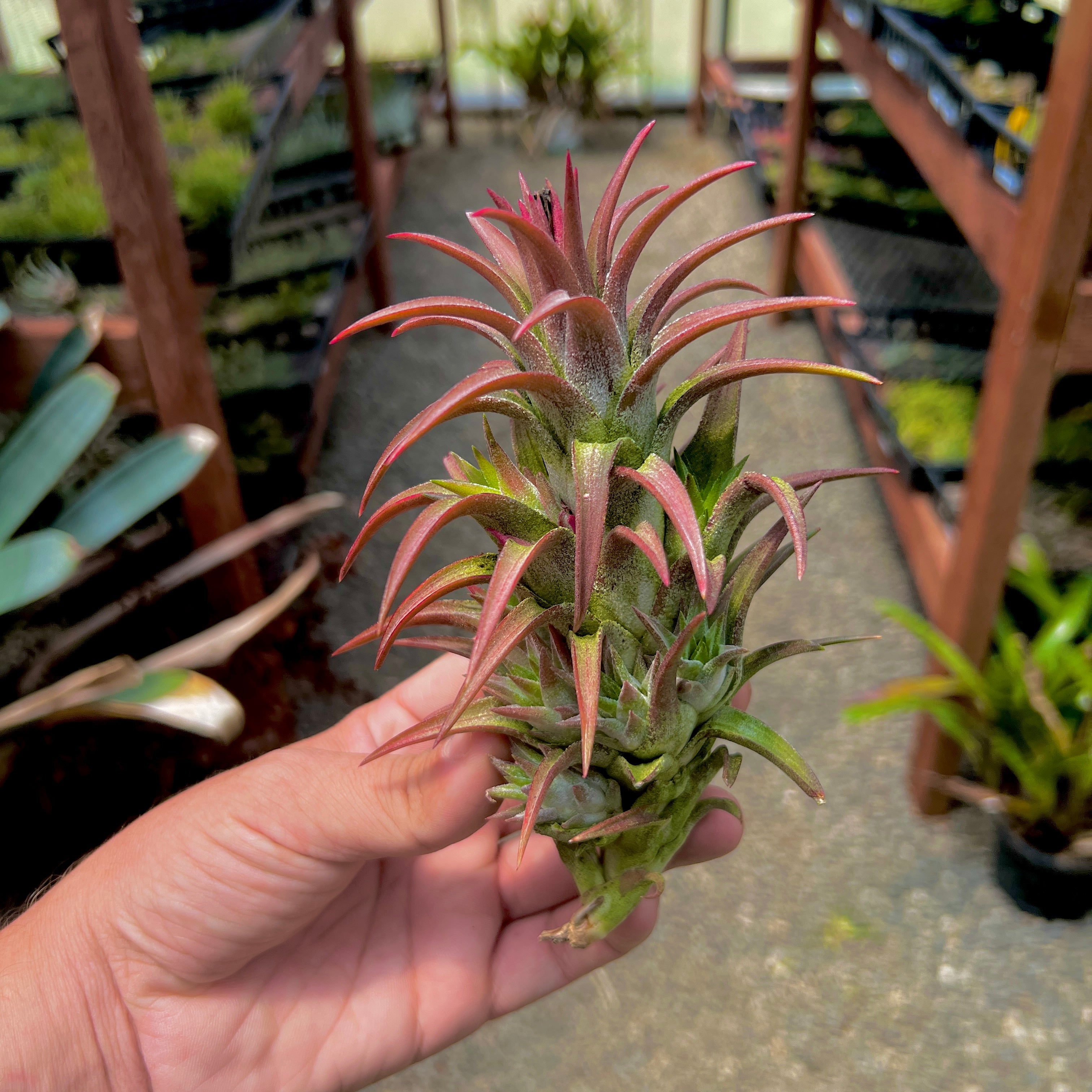 vanhyningii air plant Ionantha Vanhyningii Propagation Clump (No Minimum) ON SALE! – Bulk Air Plants