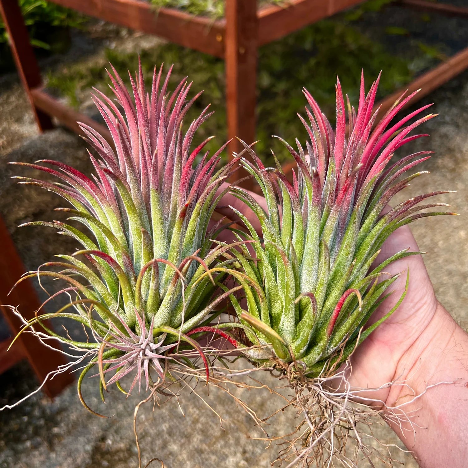 Ionantha Curly Giant Large <br> (No Minimum)