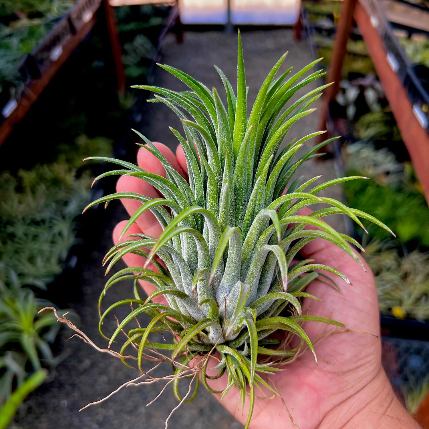 Ionantha Curly Giant Large <br> (No Minimum)