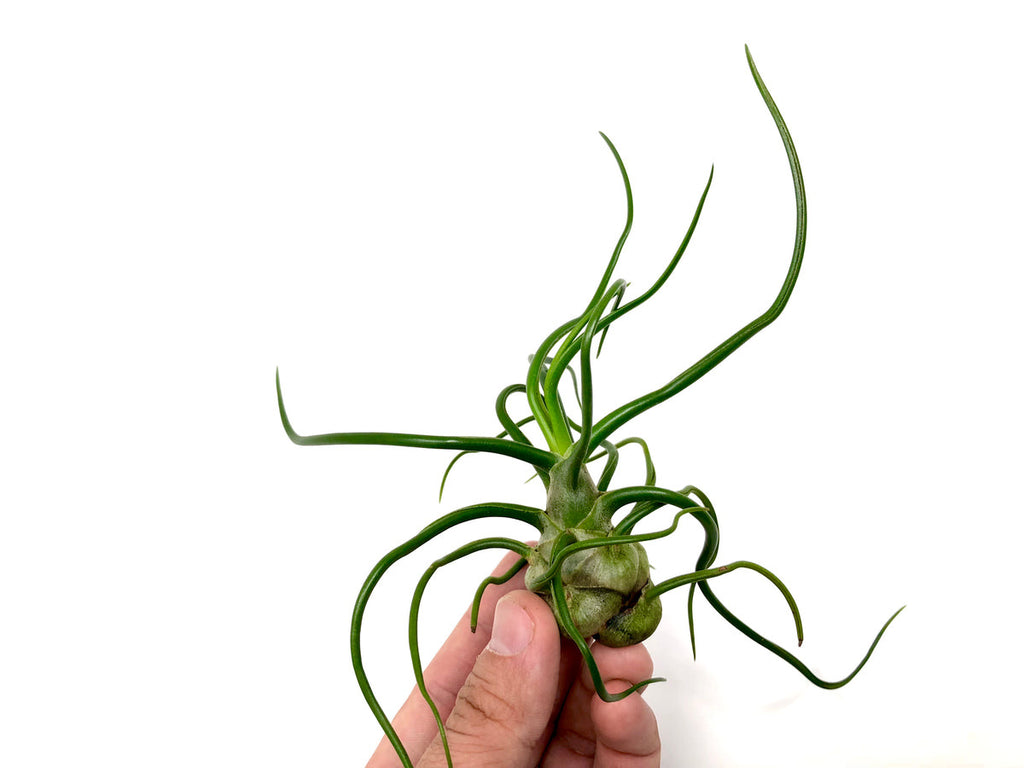 Bulbosa Medium <br> (Minimum Order 10)