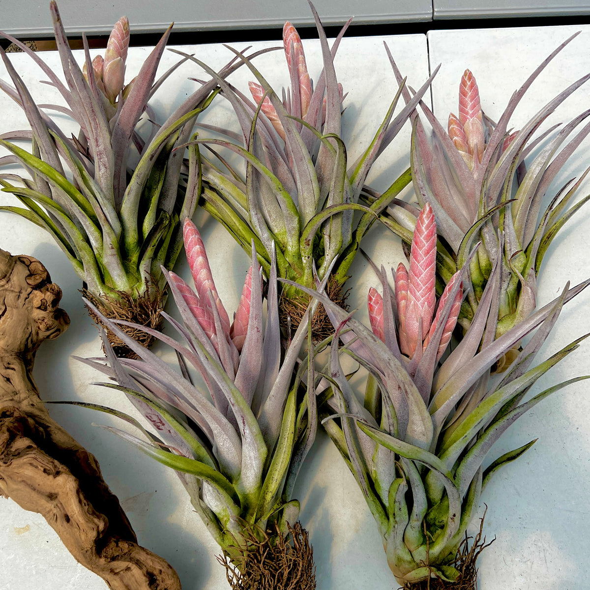 Air Plants Home Depotnull