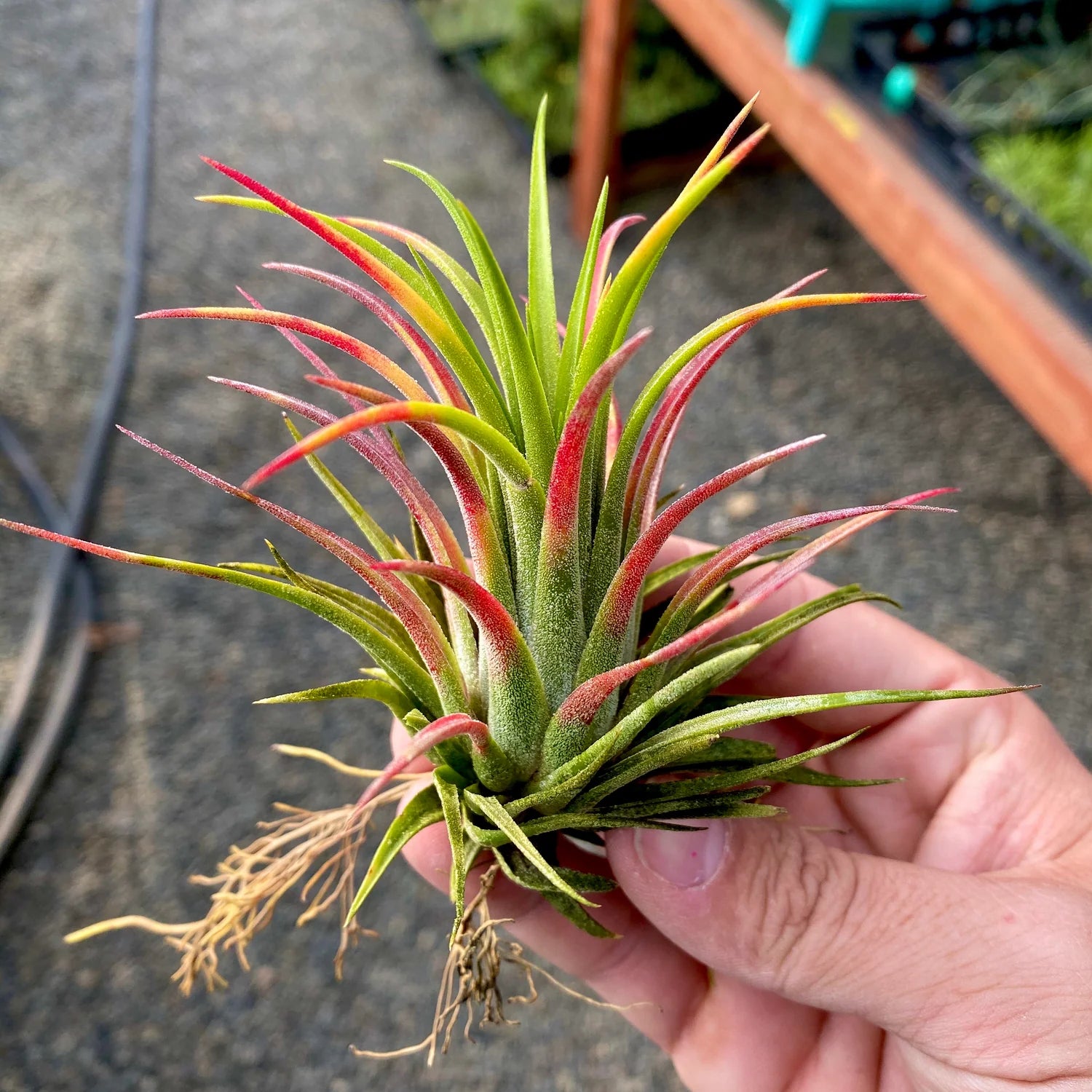 Ionantha Mardi Gras Medium <br> (MINIMUM ORDER 5)