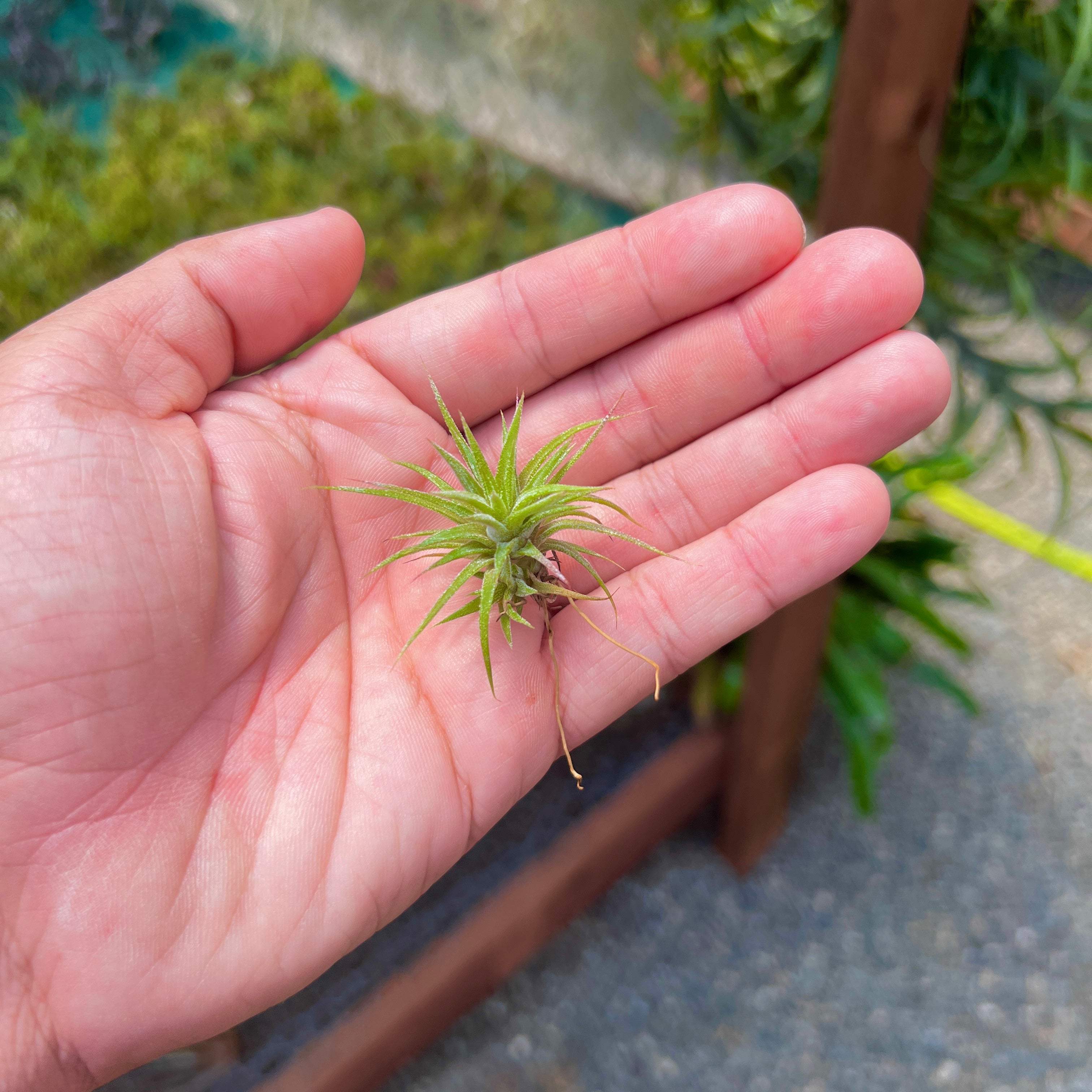 Ionantha Mexican Form Mini <br> (Minimum Order 10)