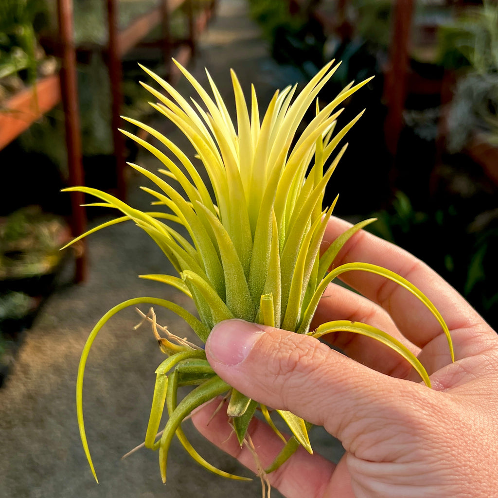 Ionantha Sumo White Large <br> (No Minimum)