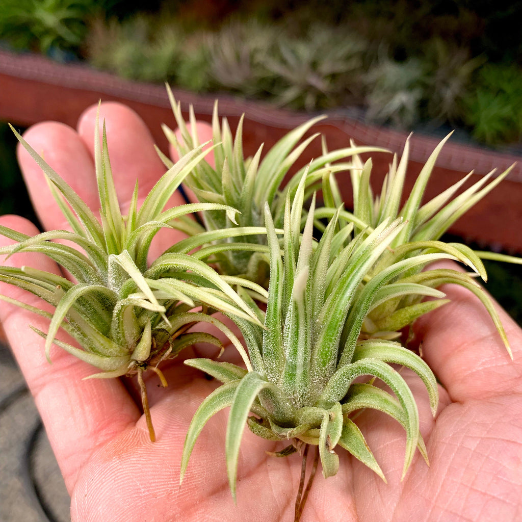 Ionantha Albomarginata <br> (No Minimum)