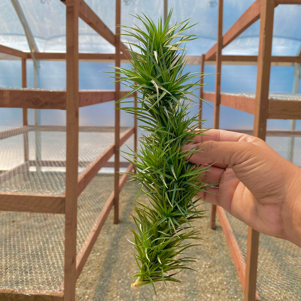 Aeranthos Hybrid Branch Form <br> (No Minimum)