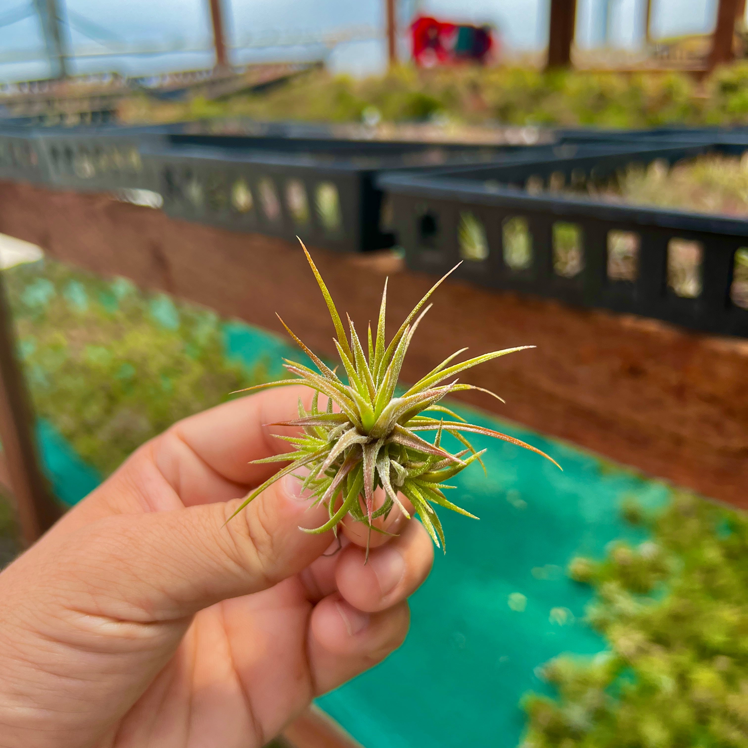 Ionantha Mexican Form Mini <br> (Minimum Order 10)