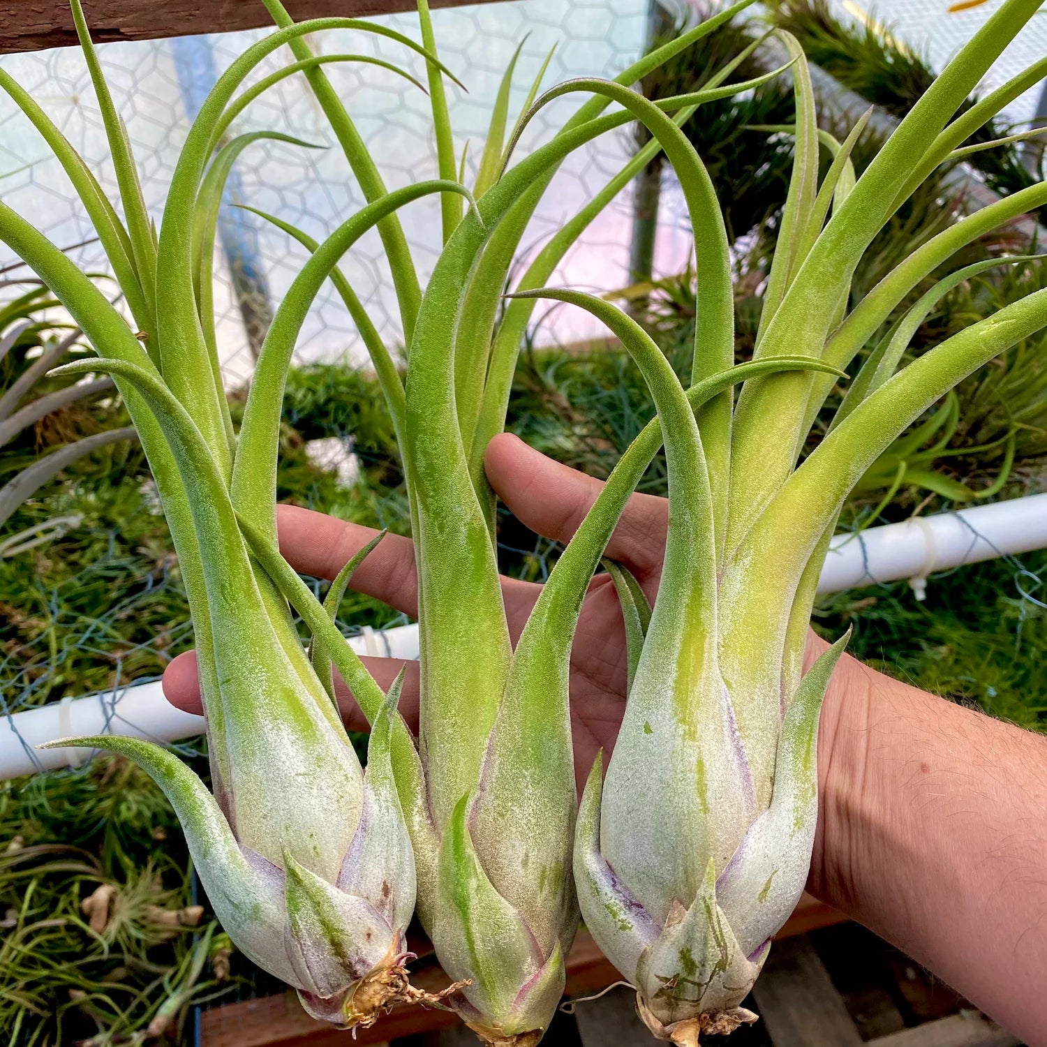 Long John Large <br> (pseudobaileyi x intermedia) <br> *No Minimum*
