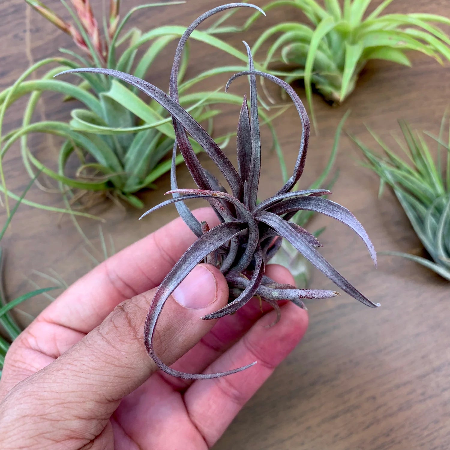 SUPER SALE! B Quality Assorted Airplant <br> (Minimum Order 25)