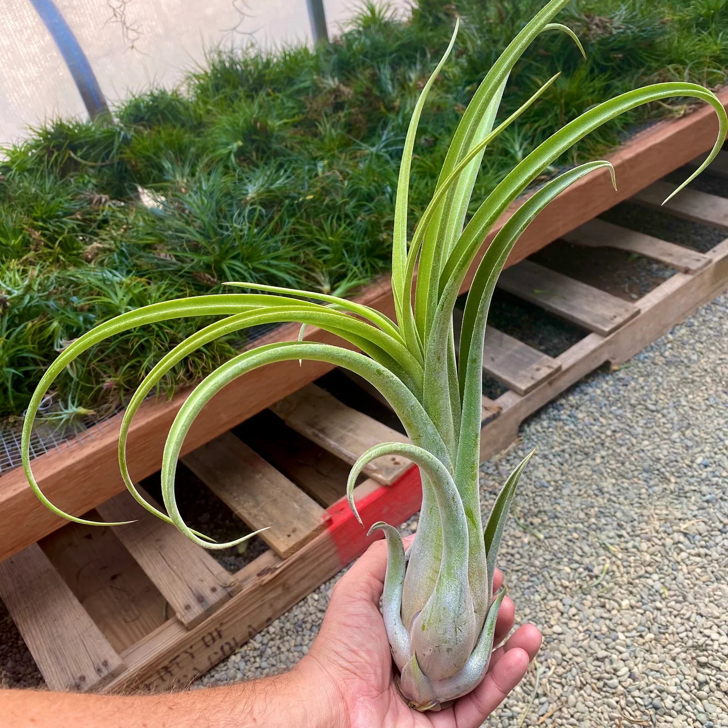 Long John Large <br> (pseudobaileyi x intermedia) <br> *No Minimum*