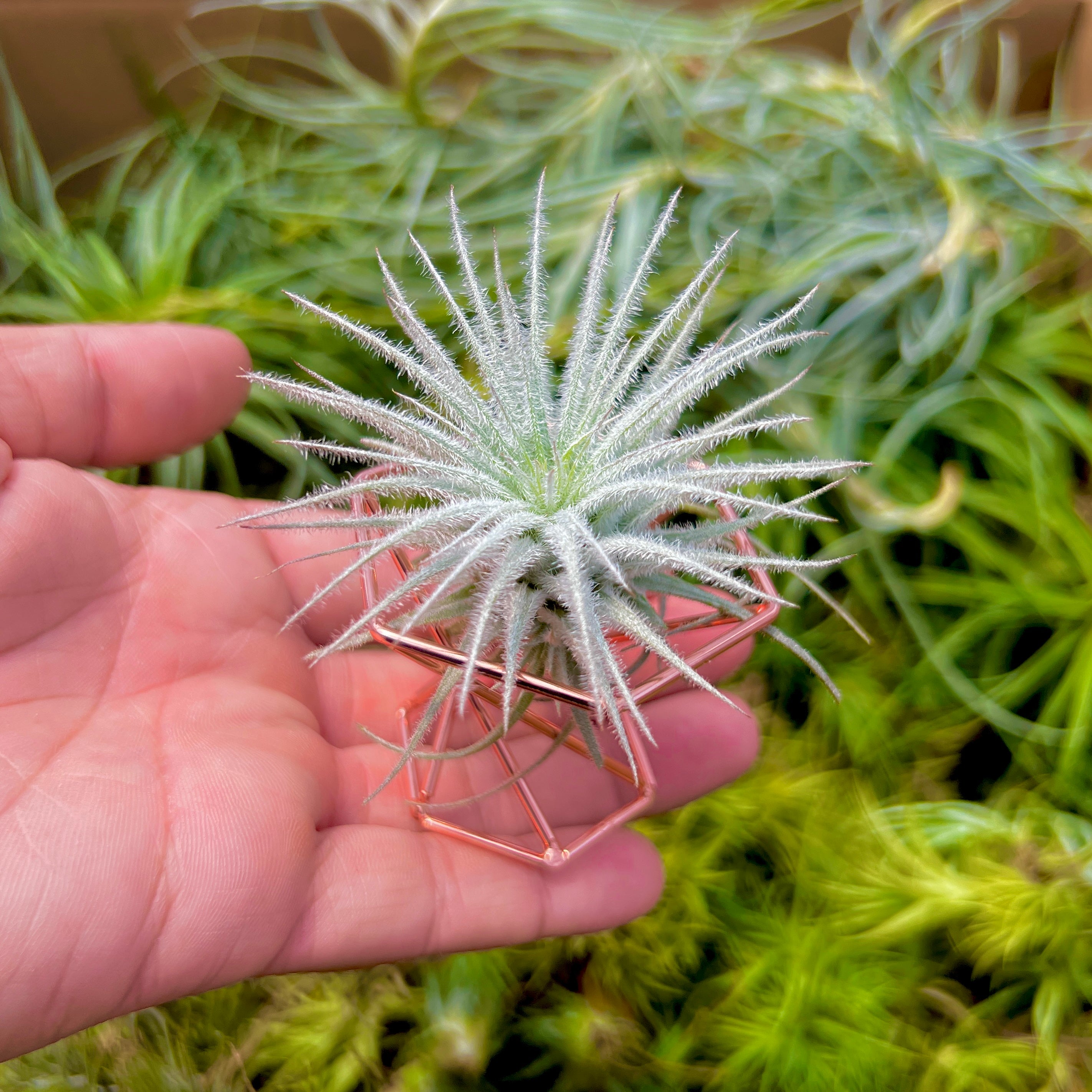 air plant geometric Rose Gold Geometric Metal Air Plant Holder , (Minimum Order 10)