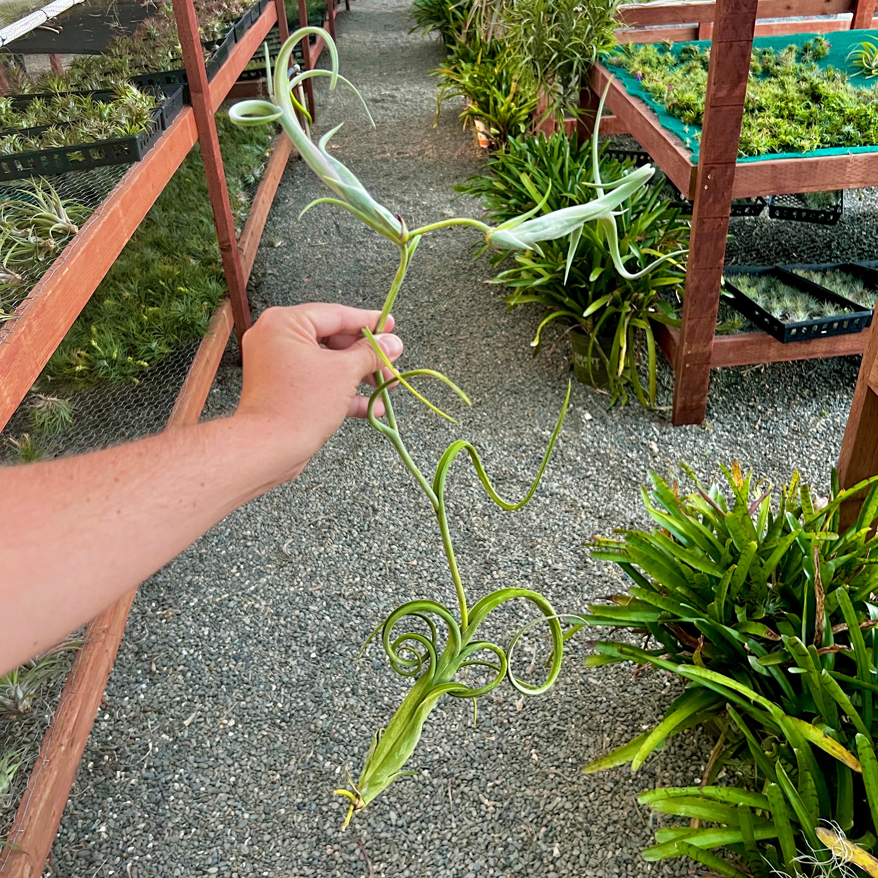 Intermedia Propagation Clump (2-3+ pups) <br> (Minimum Order 2)