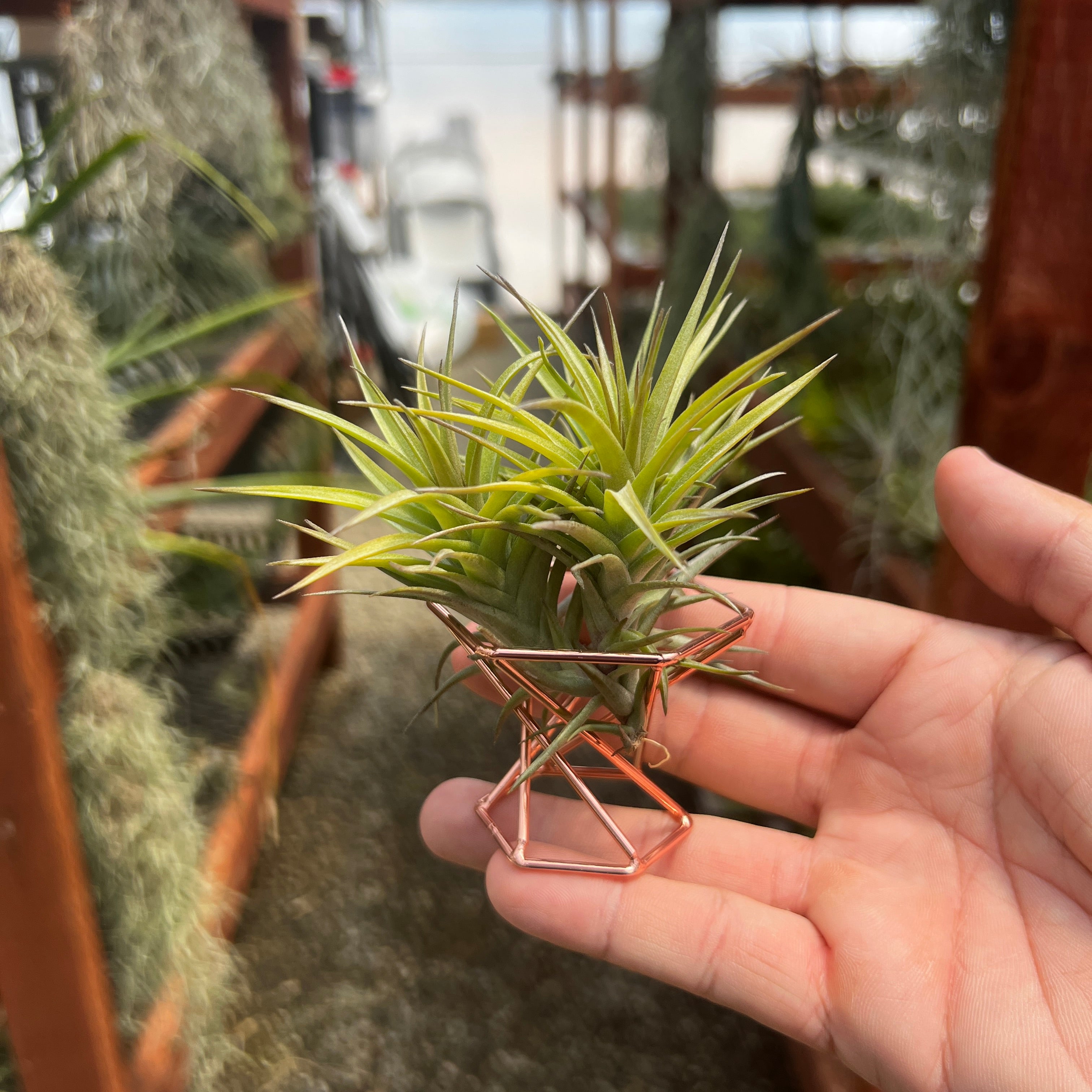 Rose Gold Geometric Metal Air Plant Holder <br> (Minimum Order 10)