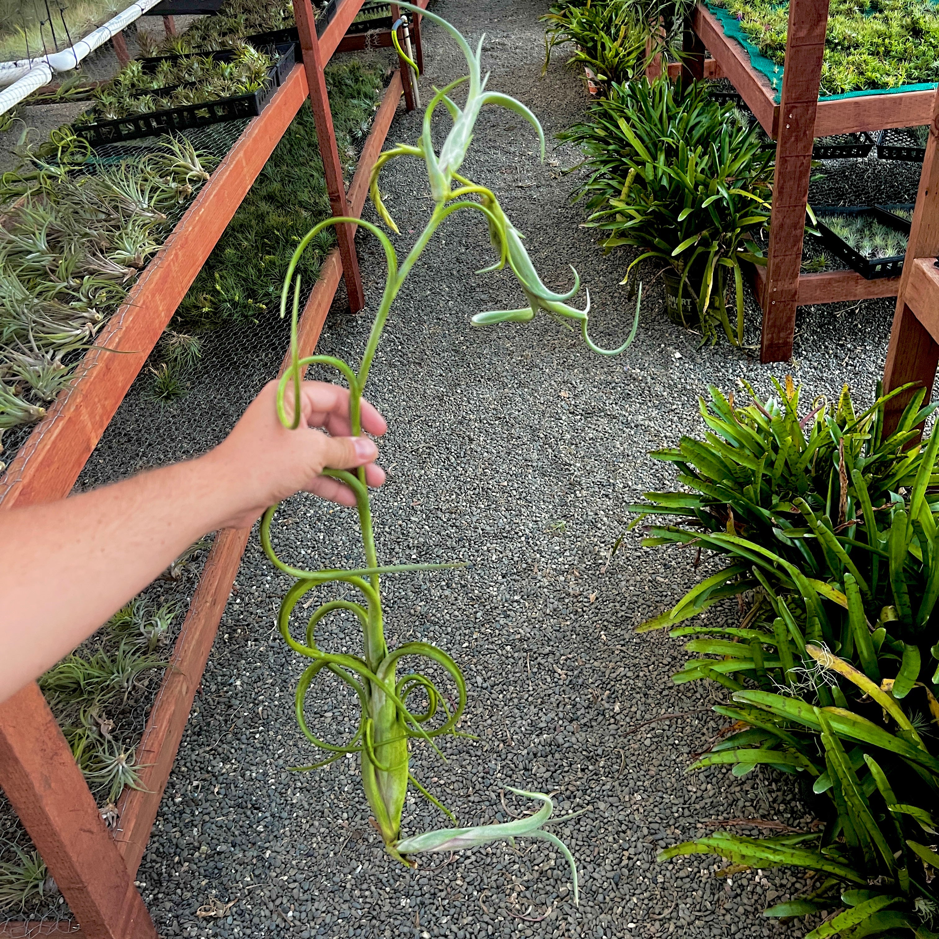 Intermedia Propagation Clump (2-3+ pups) <br> (Minimum Order 2)