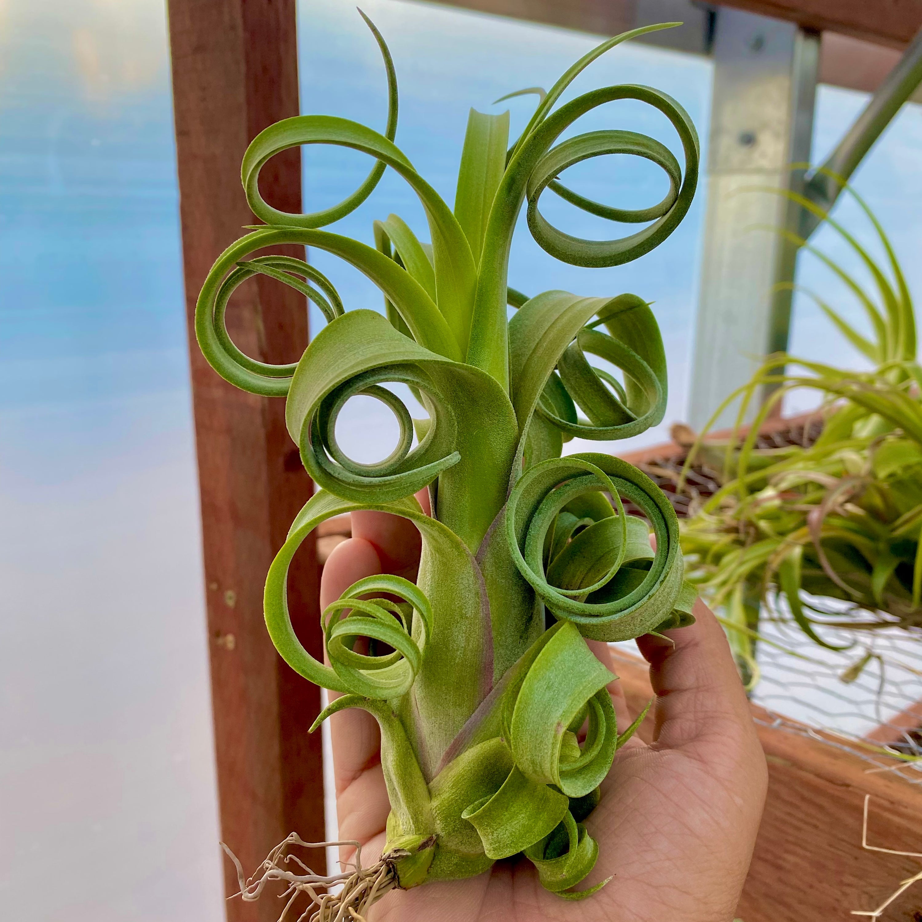 Curly Slim Lg (Intermedia X Streptophylla) <br> (No Minimum)