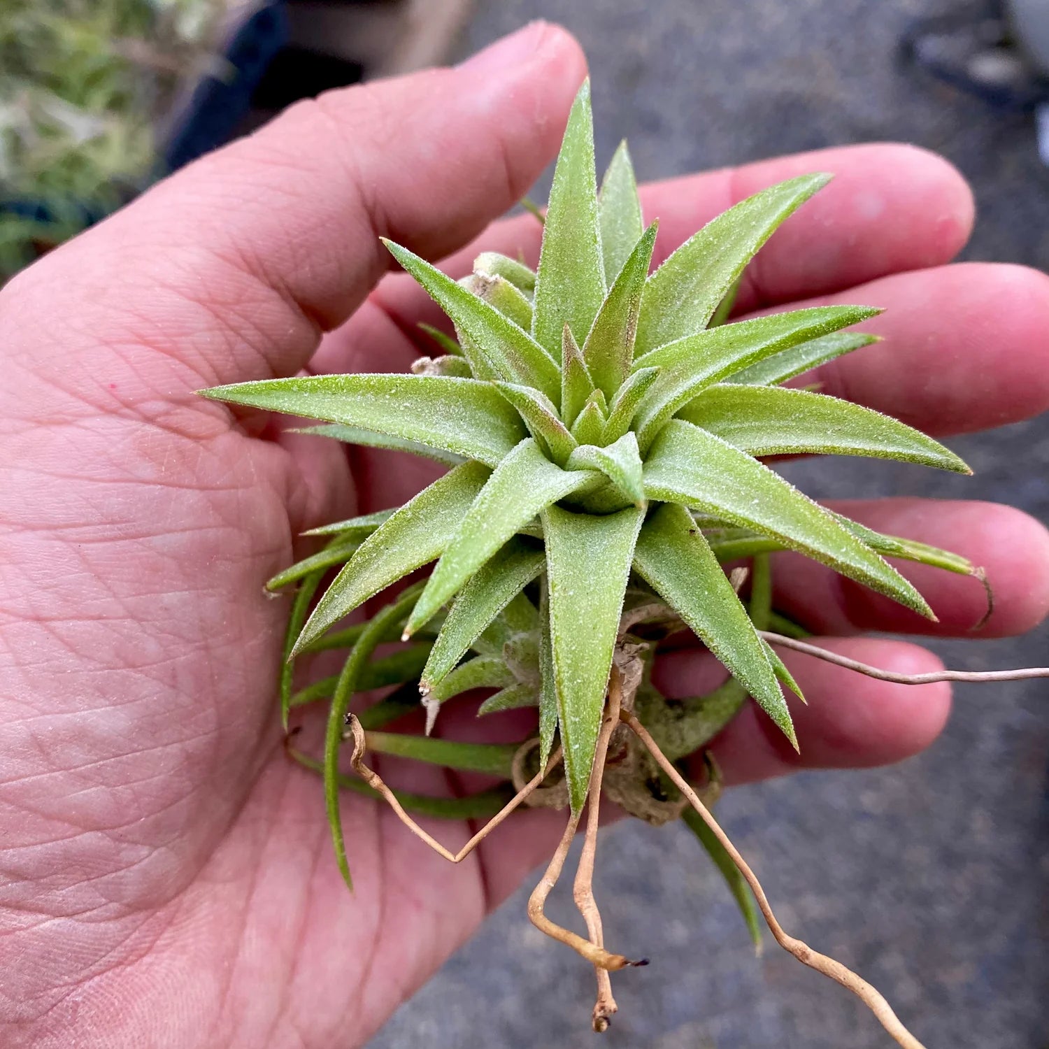 SUPER SALE! B Quality Assorted Airplant <br> (Minimum Order 25)