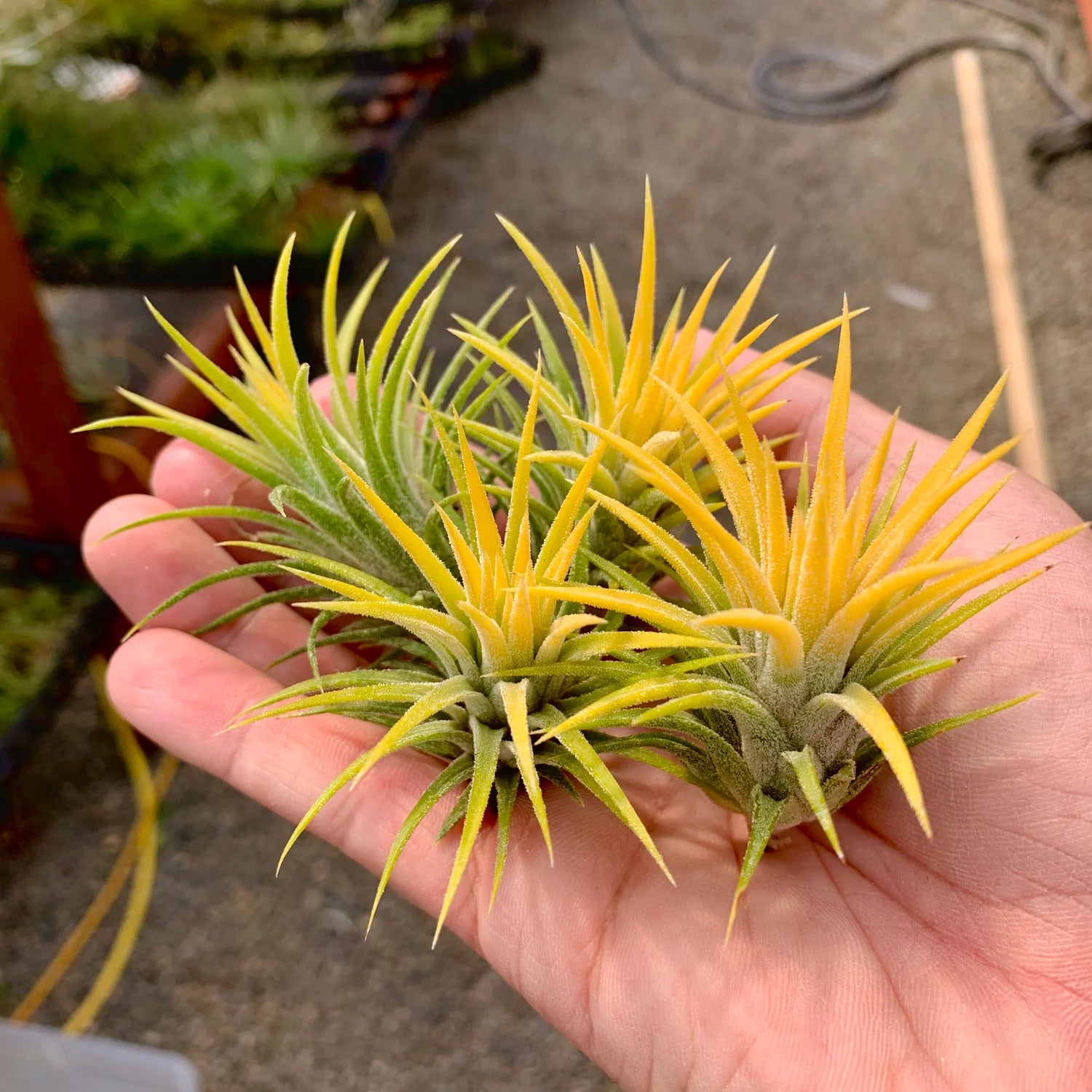 Ionantha Druid <br> *Currently Green* <br> (Minimum order 10)