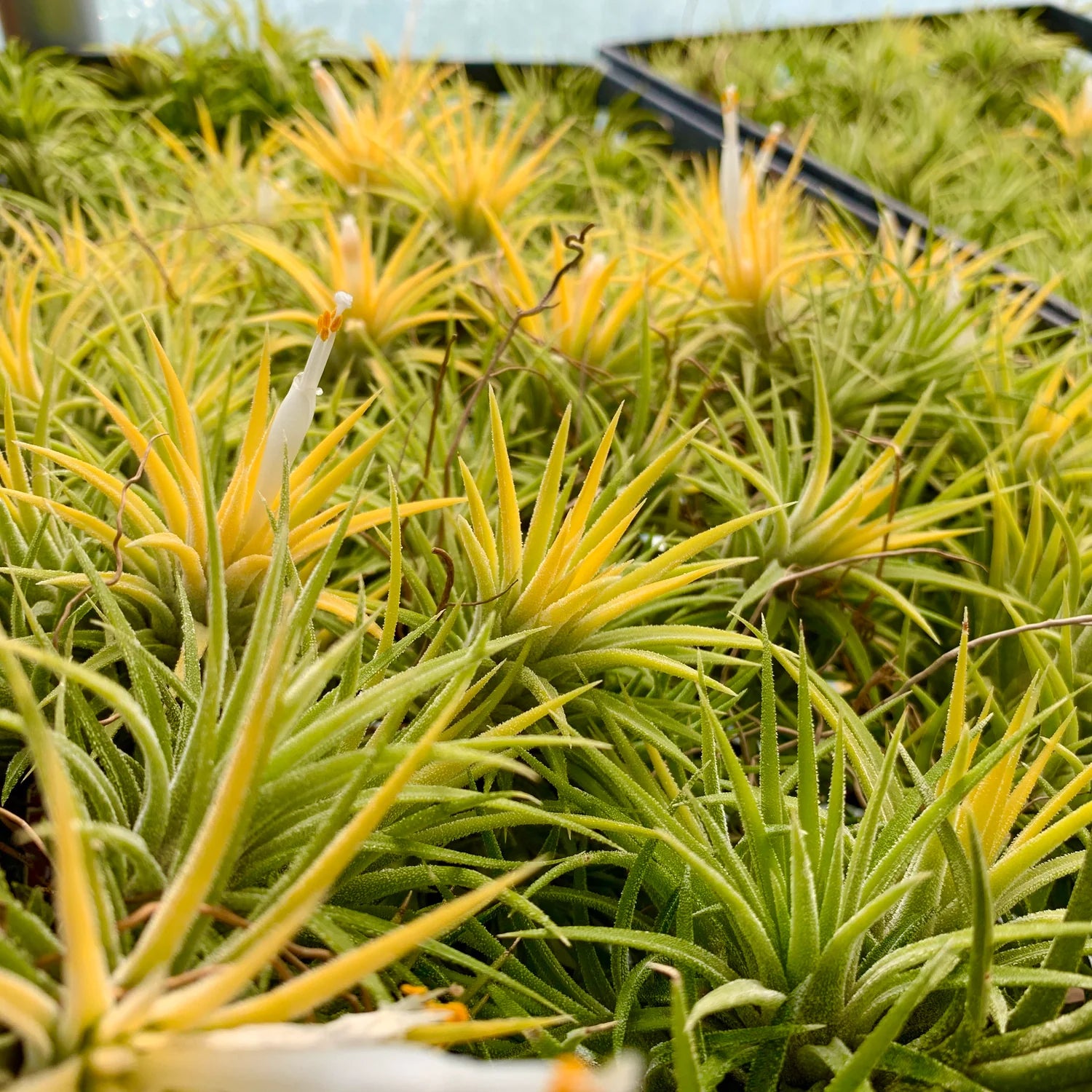 Ionantha Druid <br> *Currently Green* <br> (Minimum order 10)
