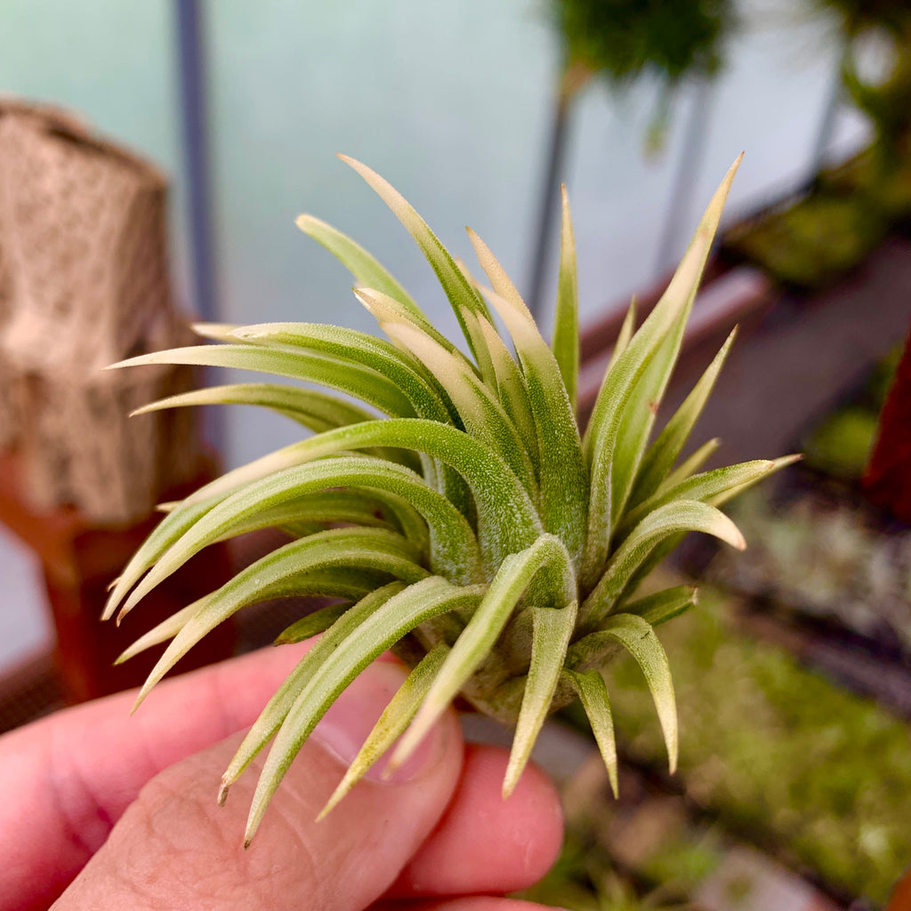 Ionantha Albomarginata <br> (No Minimum)