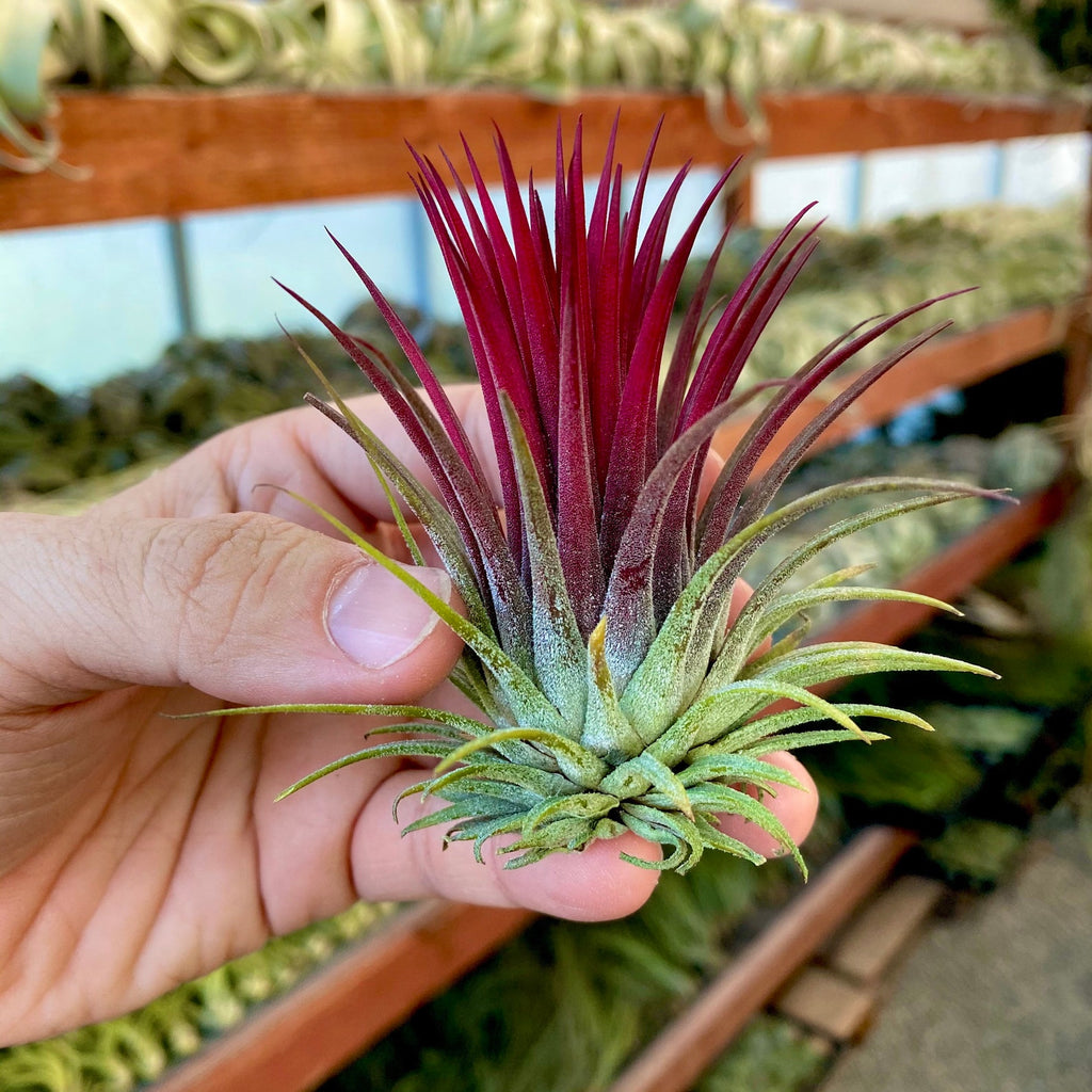 Ionantha Red Medium <br> (Minimum order 5)