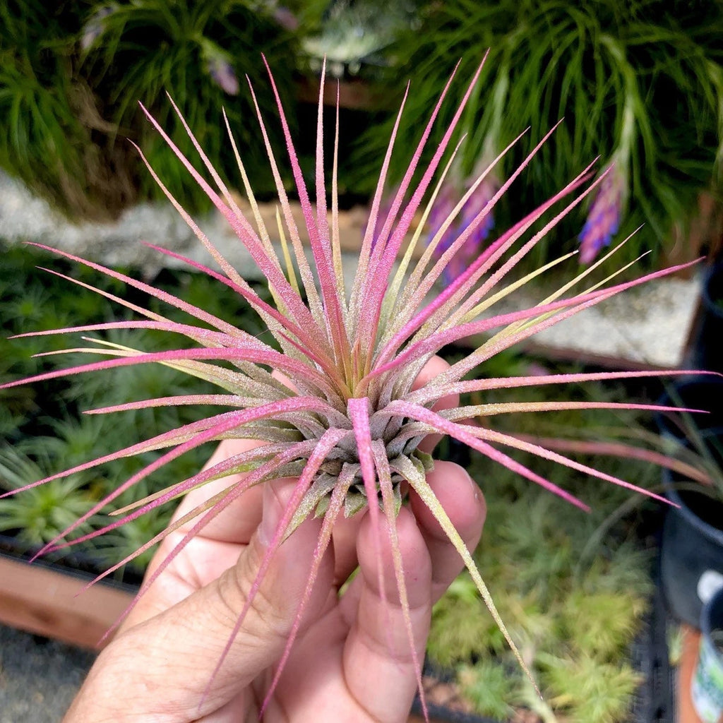 Ionantha Pink Medium <br> (Minimum order 5)