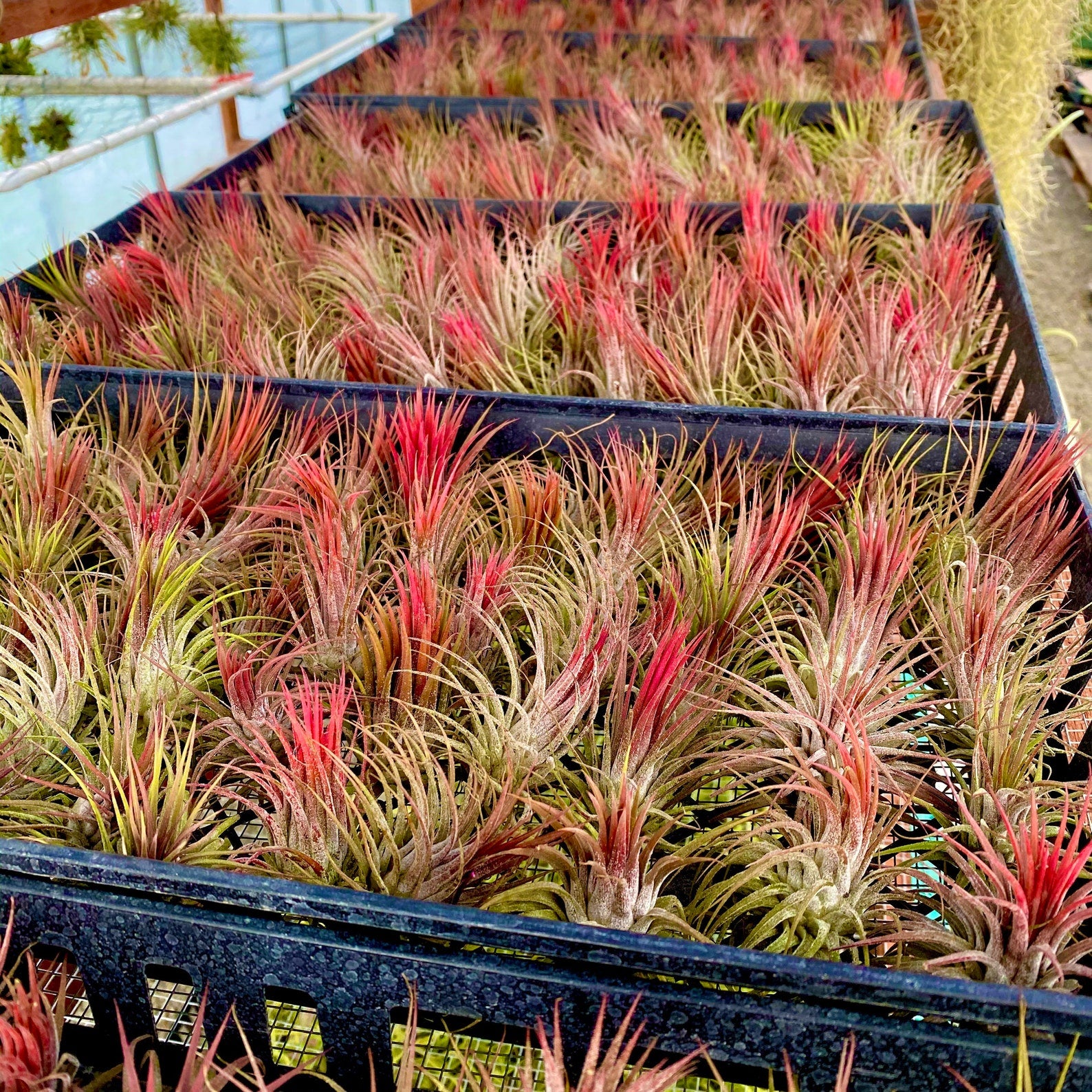 red air plants for sale Ionantha Red Medium (Minimum order 5) – Bulk Air Plants