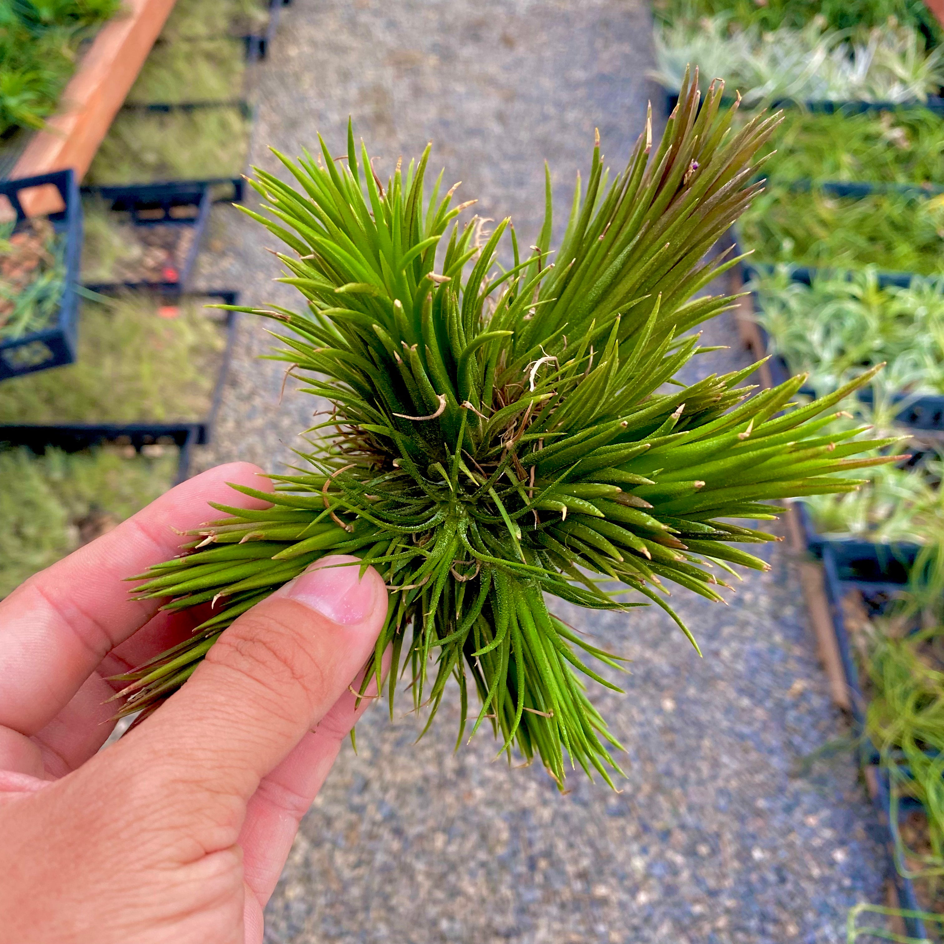 air plant clumps for sale Ionantha Assorted Hanging Clumps (No Minimum) – Bulk Air Plants