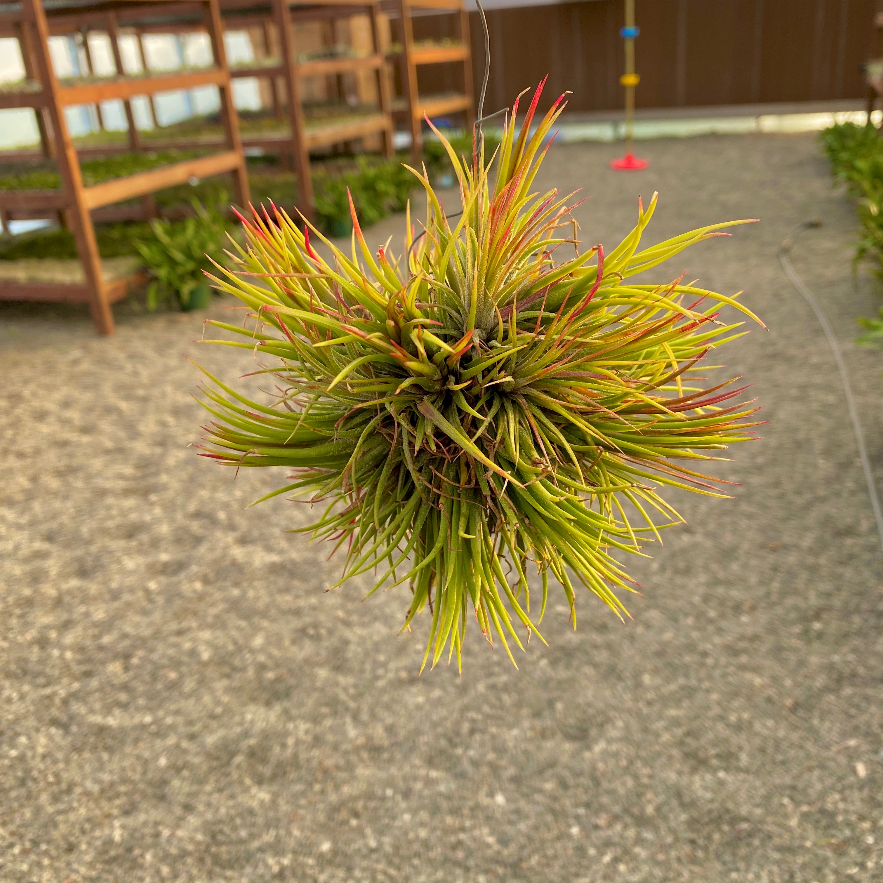 Ionantha Assorted Hanging Clumps <br> (No Minimum)