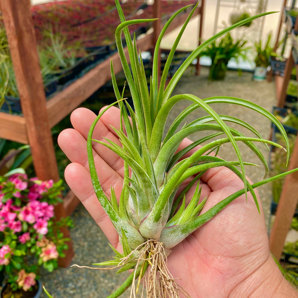 Ionantha x Brachycaulos Large <br> (Minimum Order 3)