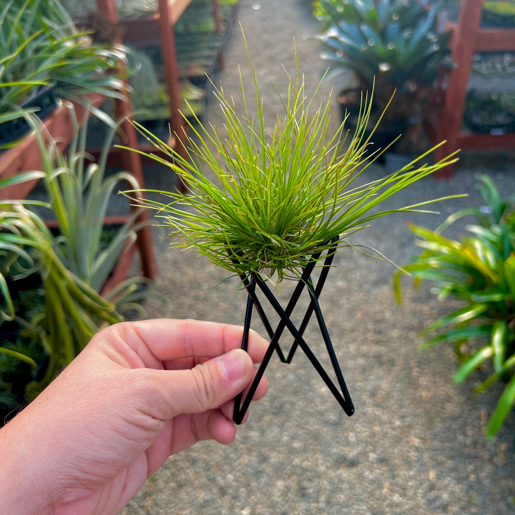 Black Geometric Metal Air Plant Stand With Air Plant <br> (Minimum Order 5)