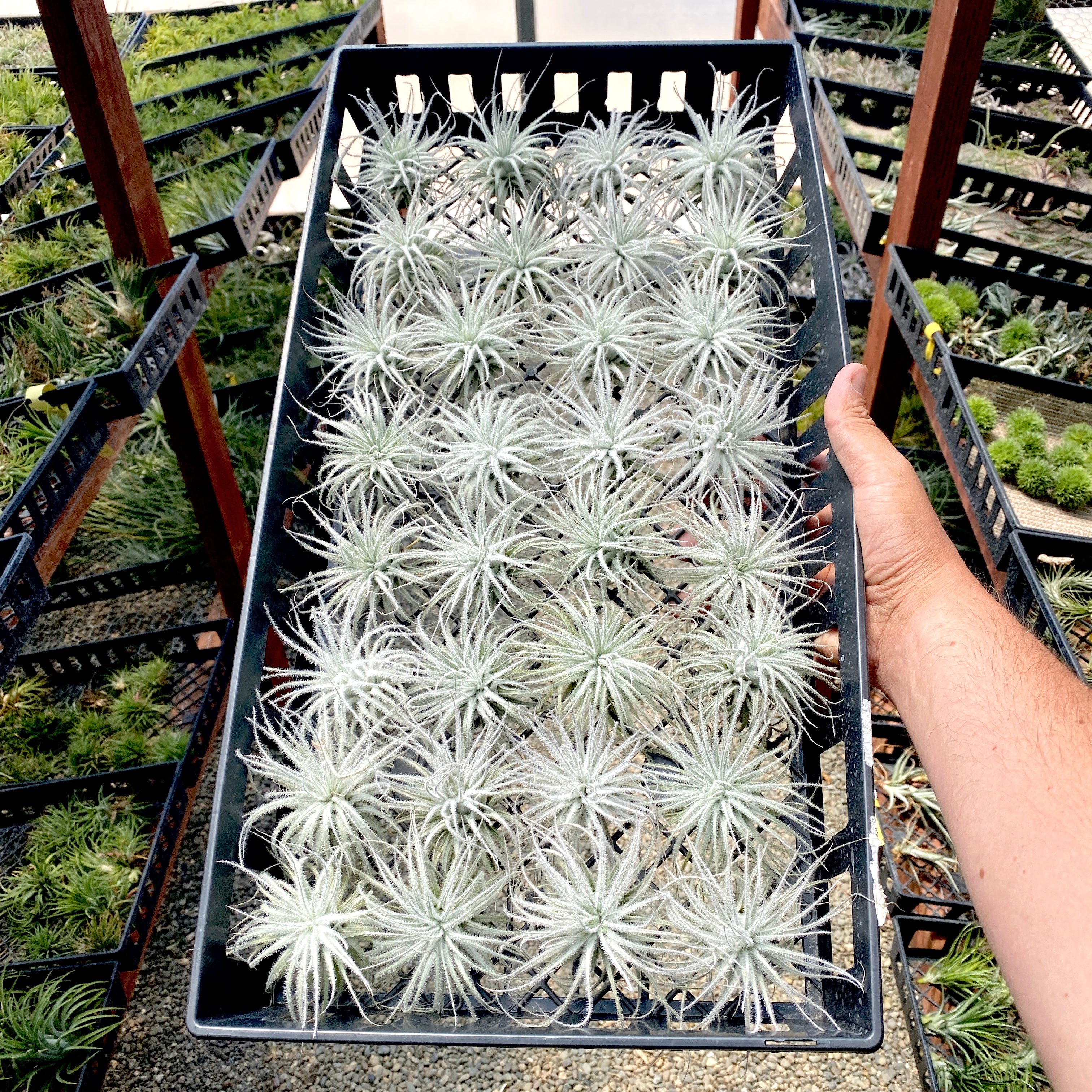 snowball air plant Tectorum Snowball Medium (Minimum Order 3)