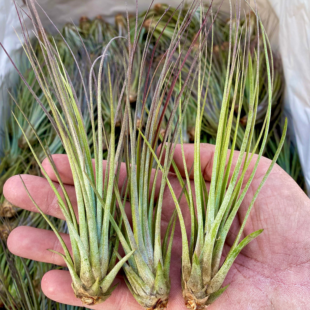 Juncea Medium <br> (Minimum Order 10)