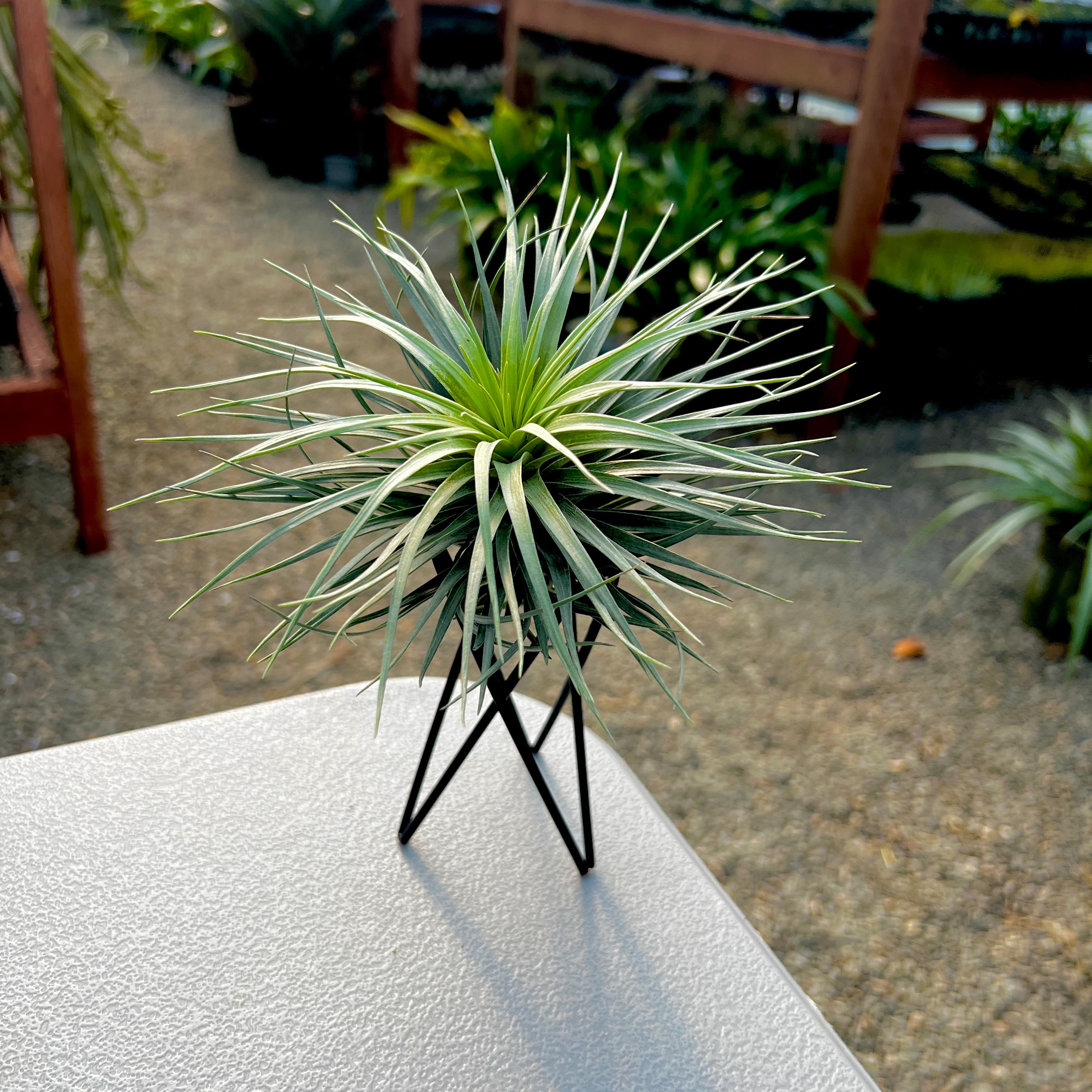 Black Geometric Metal Air Plant Stand With Air Plant <br> (Minimum Order 5)