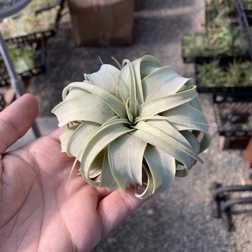 Xerographica Thick Leaf Small <br> (Minimum Order 3)