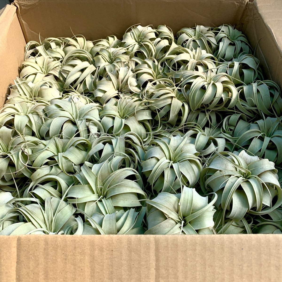 Xerographica Thick Leaf Small <br> (Minimum Order 3) <br> *Cannot Be Shipped Internationally*