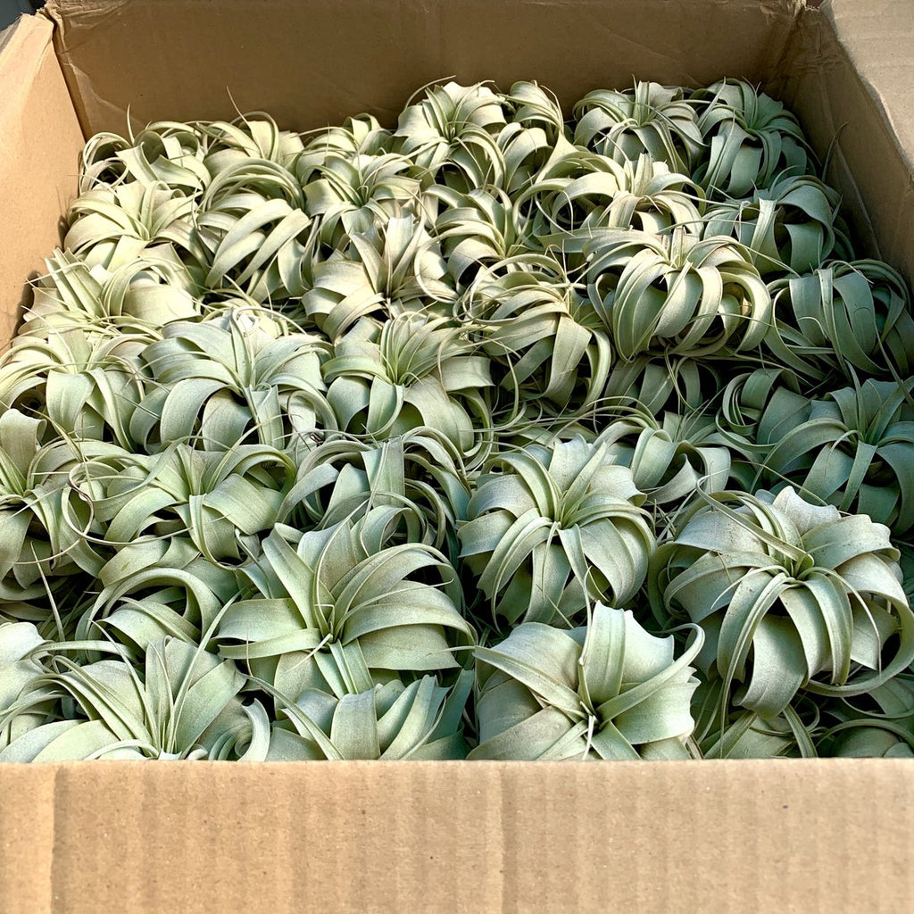 Xerographica Thick Leaf Small <br> (Minimum Order 3)