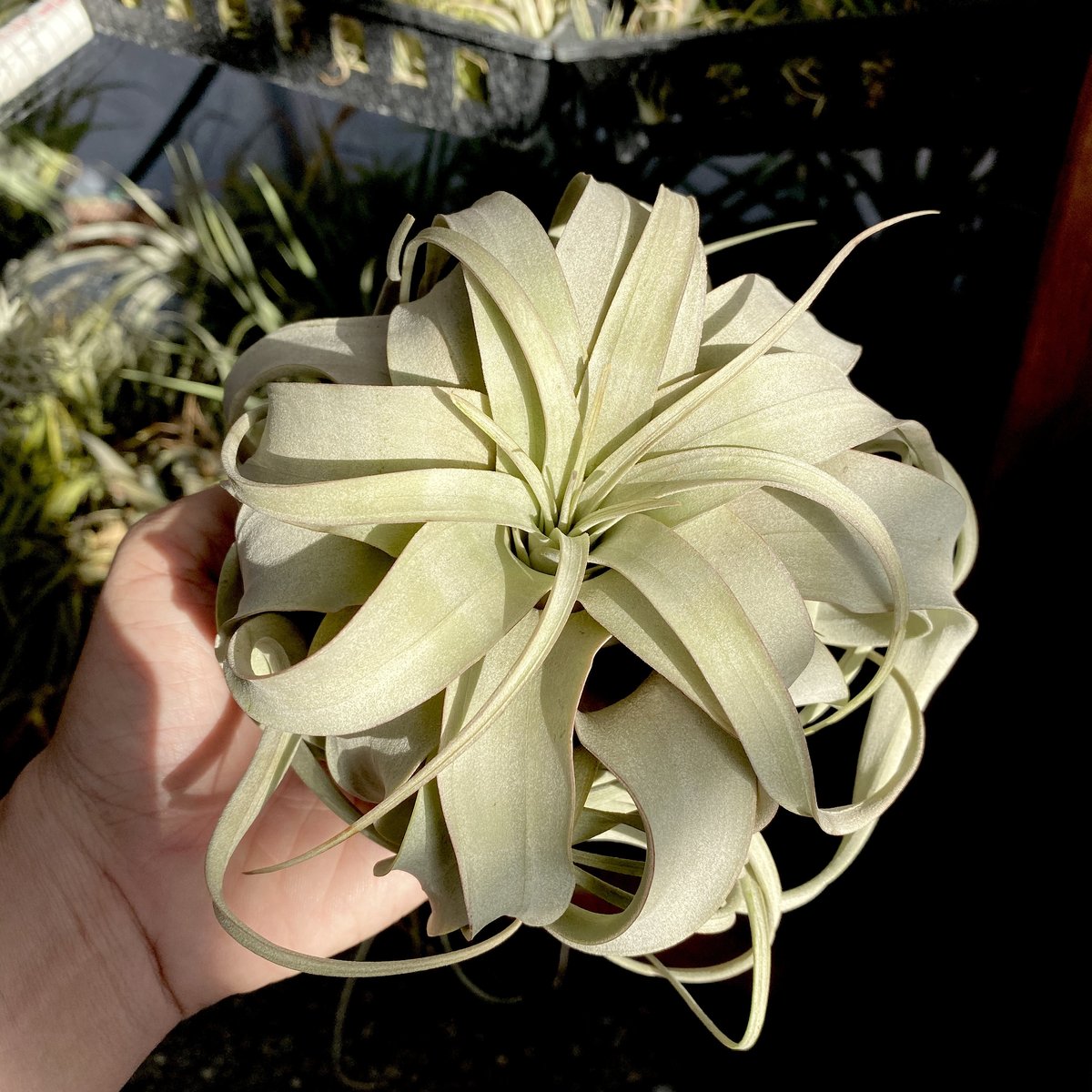 Xerographica Thick Leaf Large <br> (No Minimum) <br> *Cannot Be Shipped Internationally*